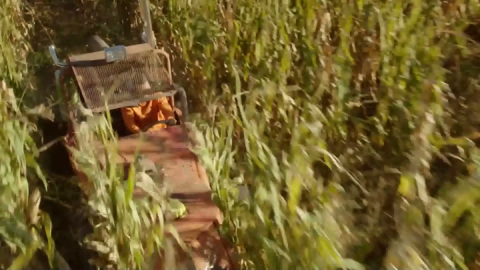 A red tractor drives through a cornfield on a sunny day, with a person visible in the driver's seat.