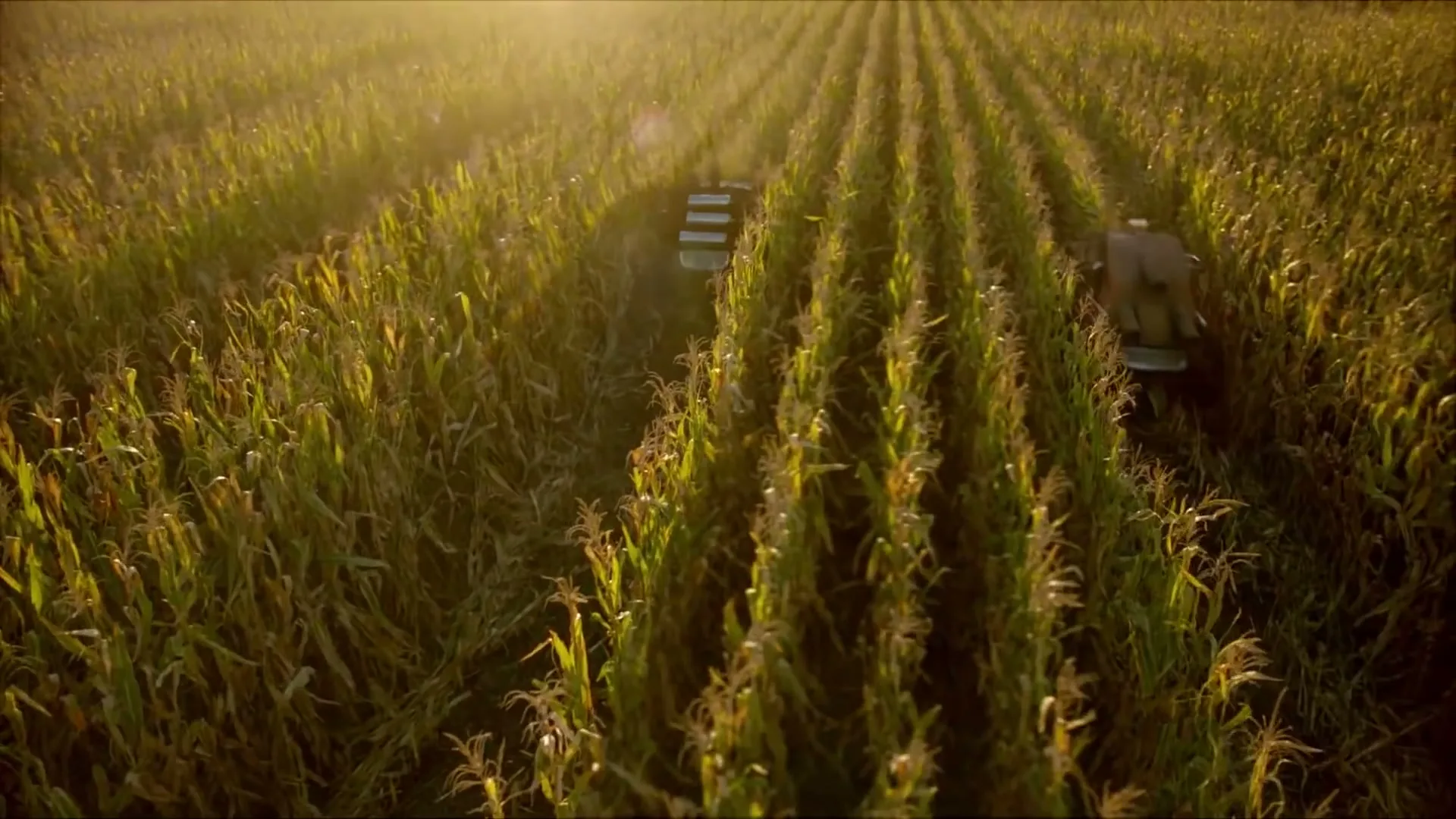 Two children, a boy and a girl, are seen from above, walking through a tall cornfield at golden hour.