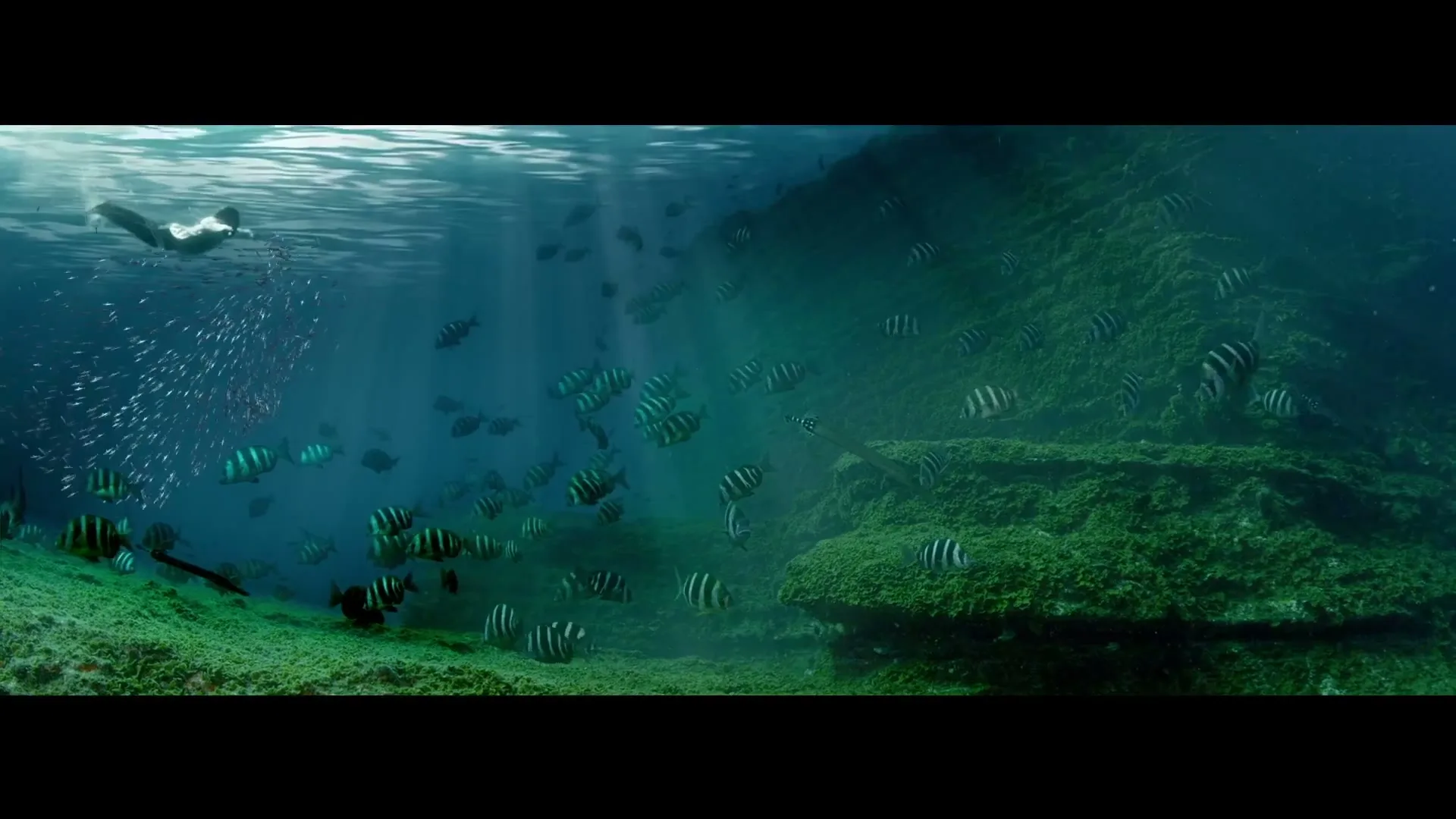 A person in a wetsuit swims underwater, surrounded by schools of fish and sunlight filtering through the water, near a rocky, moss-covered seabed.