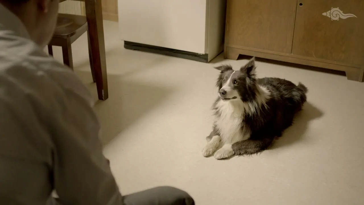 Pedigree Adóptame "Blue" (2014) commercial still