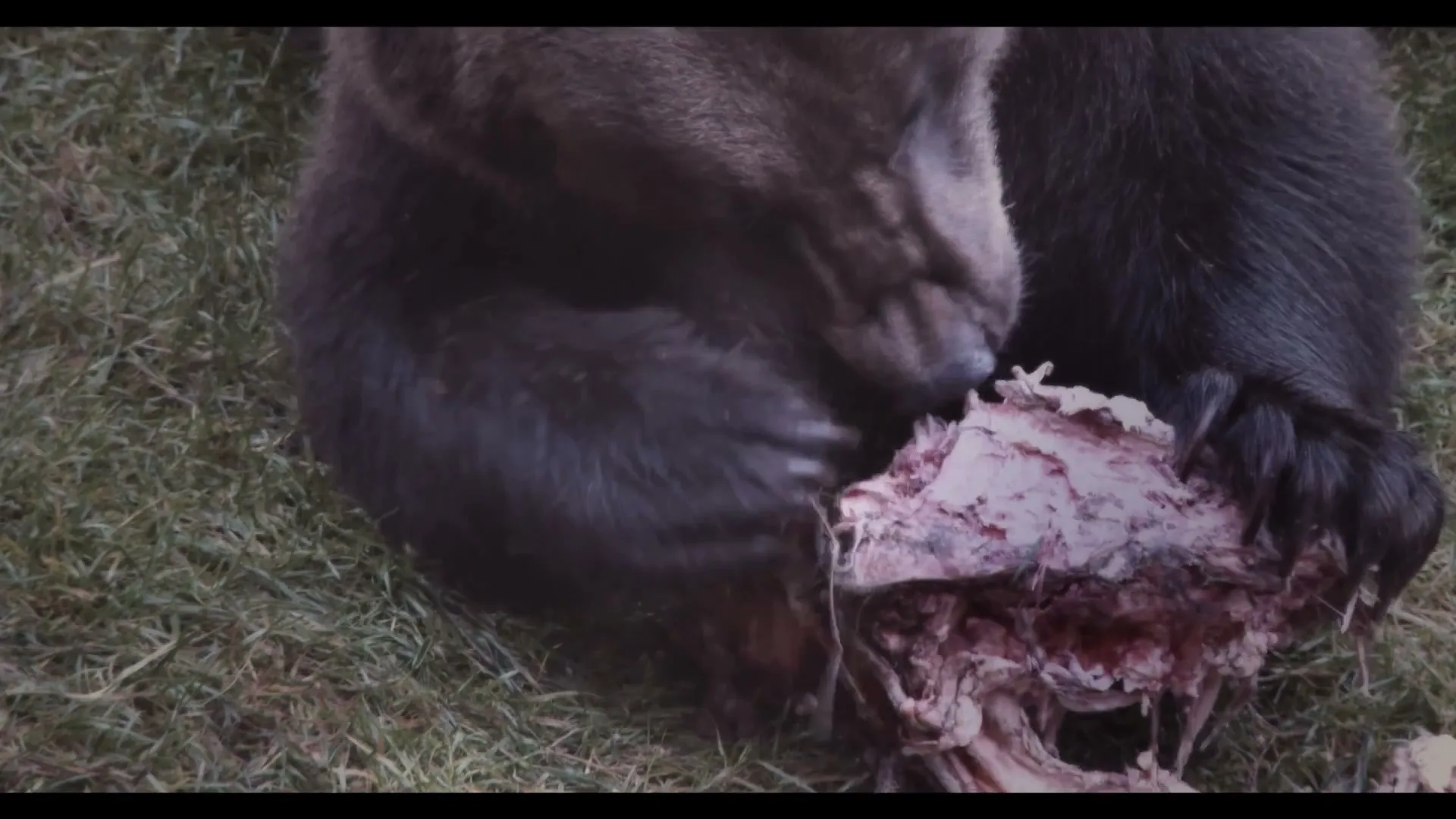A brown bear with dark fur is seen from an overhead angle, tearing at a bloody carcass on green grass.
