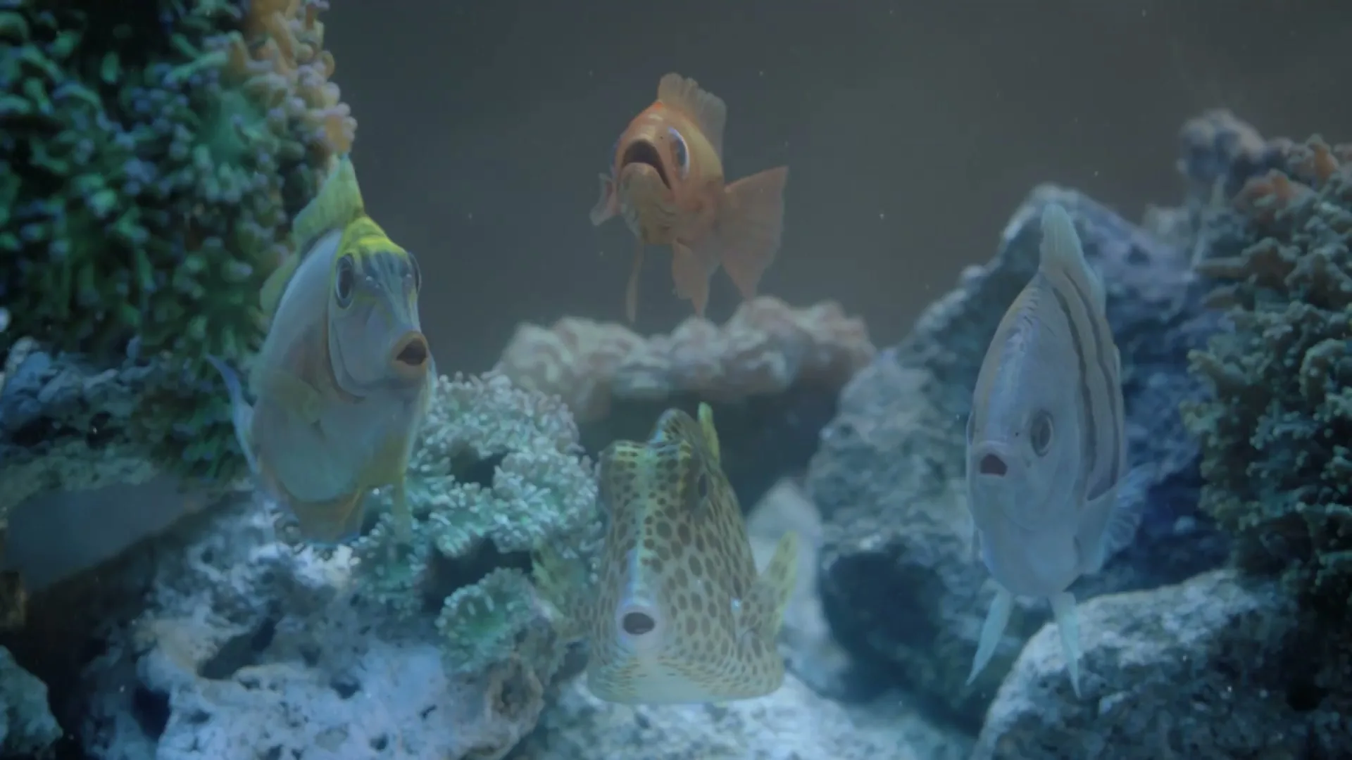 Trident Fresh "Pet shop" (2013) commercial still
