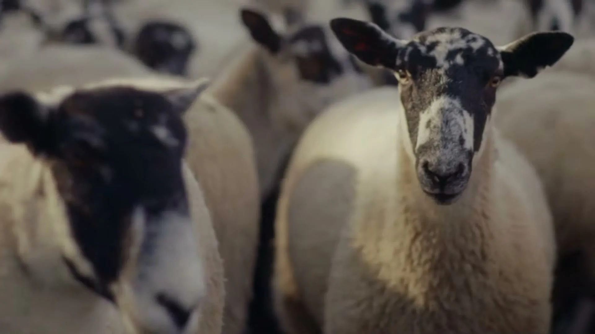 A sheep with a black and white face looks directly at the camera, surrounded by other sheep in a field.