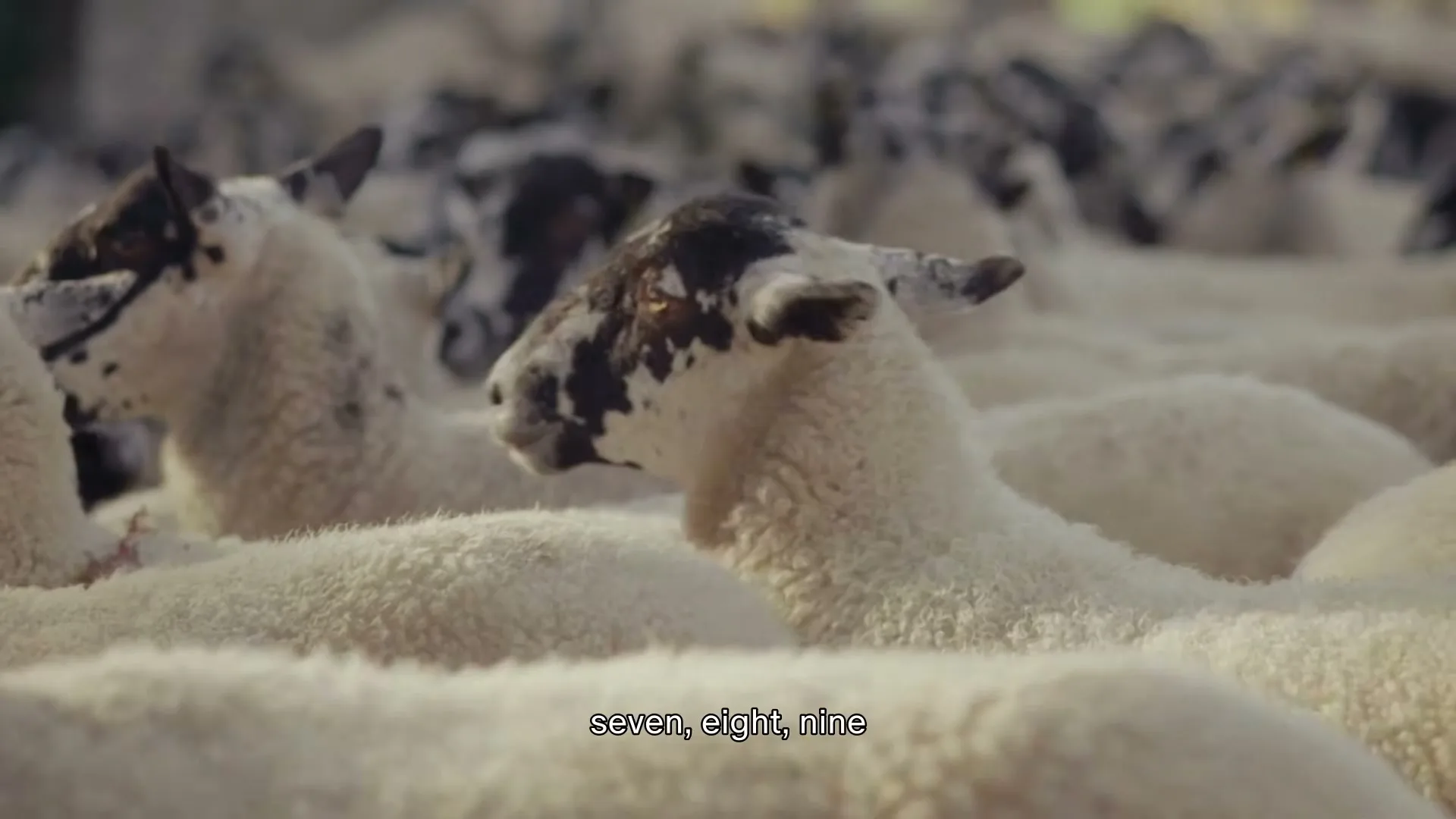 A close-up shot shows a flock of sheep with white wool and black and white faces, standing together in a field.