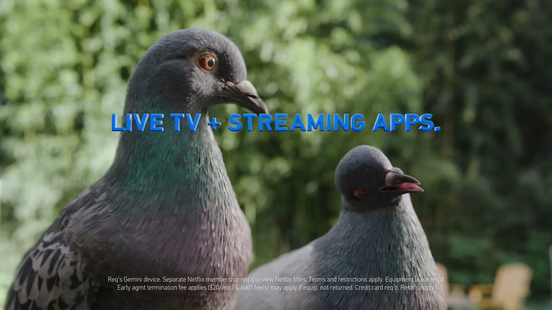 DirecTV “DirecTV - For The Birds”, directed by Jeff Low