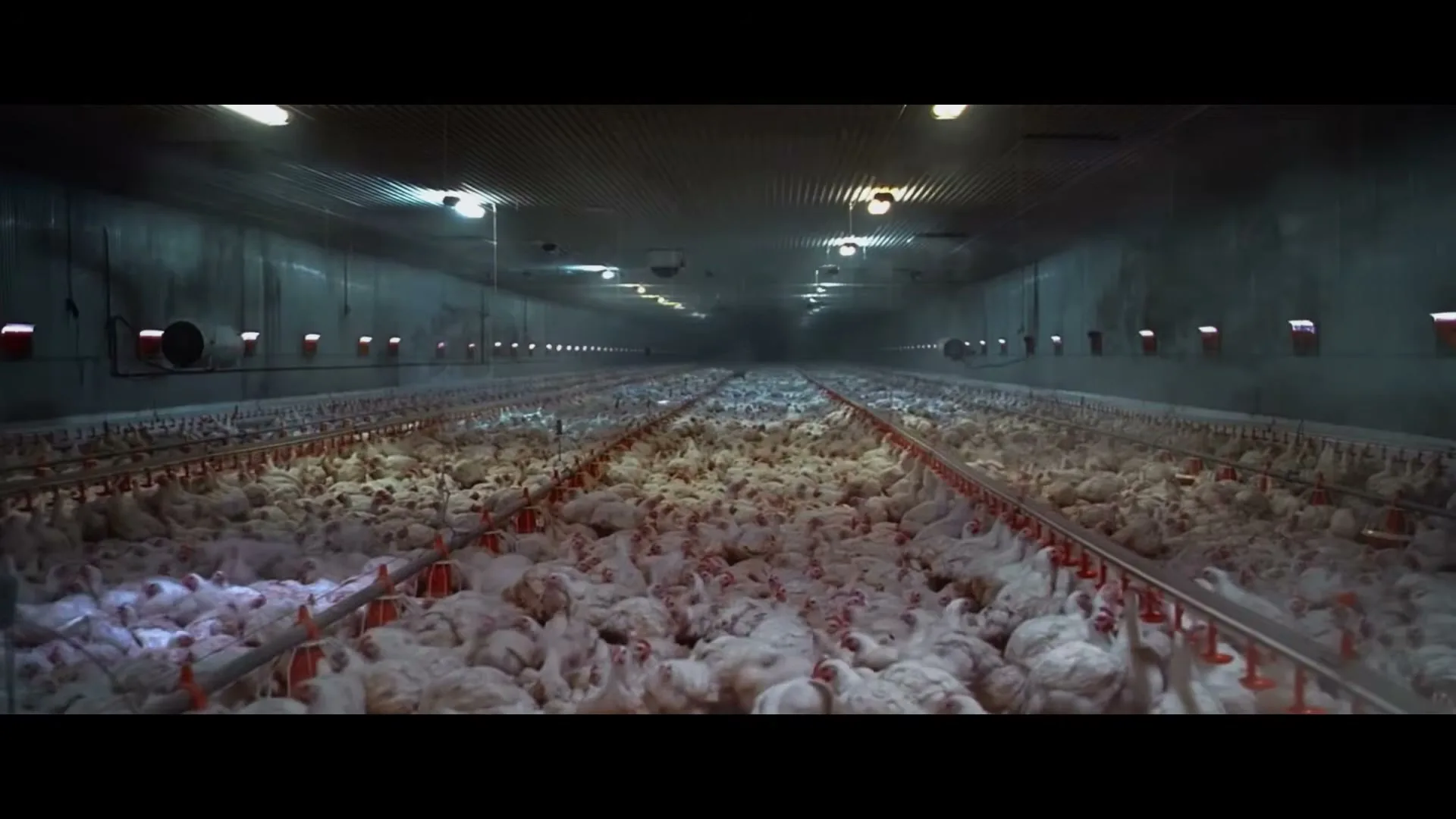 A wide shot shows thousands of white chickens crammed together in a long, dimly lit industrial chicken farm, with feeding troughs visible.