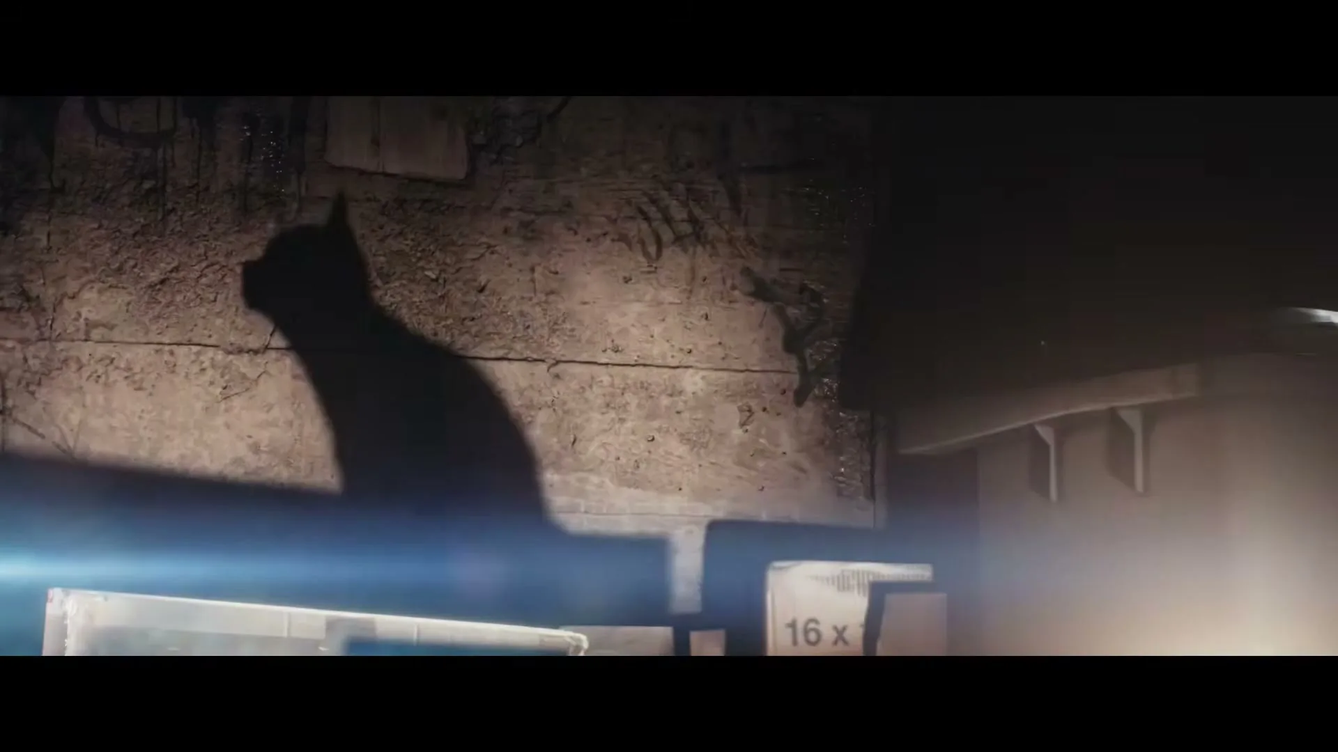 A cat's shadow is cast on a dirty concrete wall, with boxes and shelves visible in the foreground, in a dark, confined space.