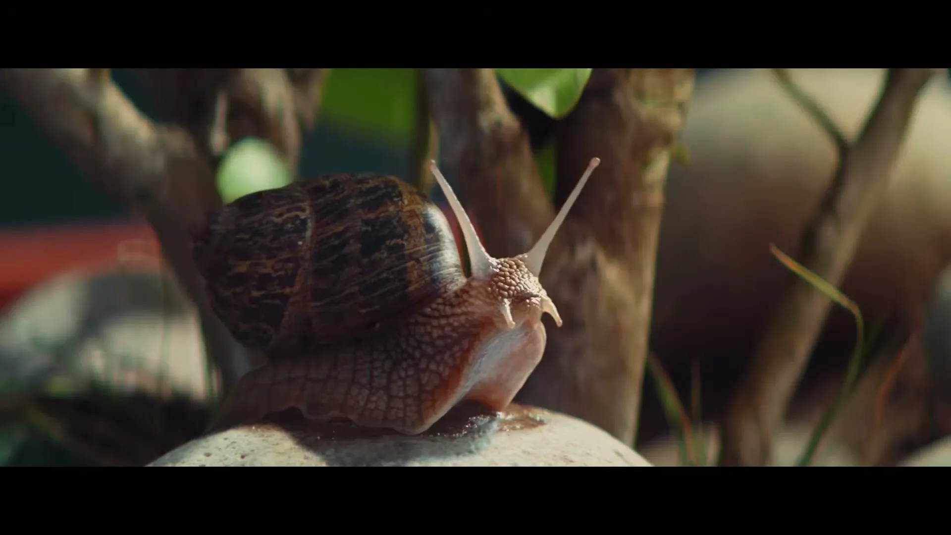 A close-up shot of a snail with a brown shell and extended antennae, resting on a light-colored rock with green foliage in the background.