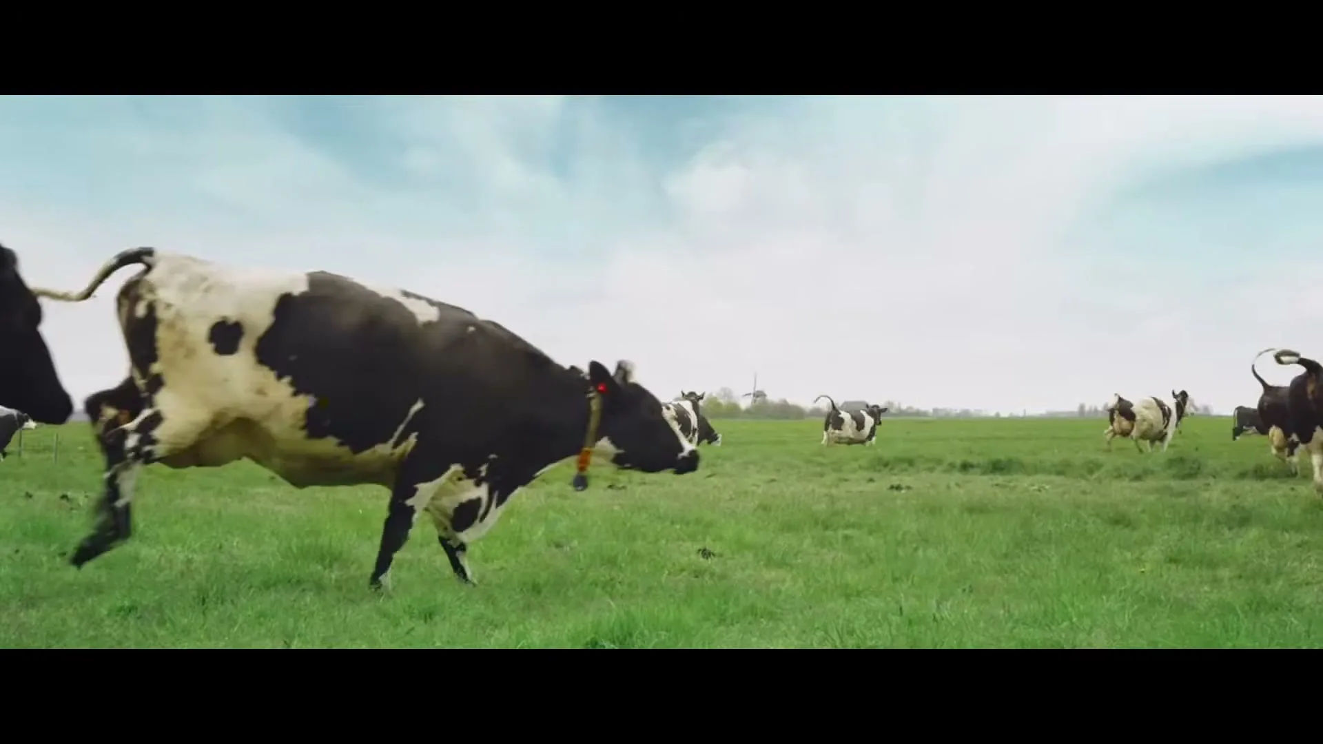 A herd of black and white cows with yellow and blue tags run across a vast green pasture under a bright, cloudy sky.