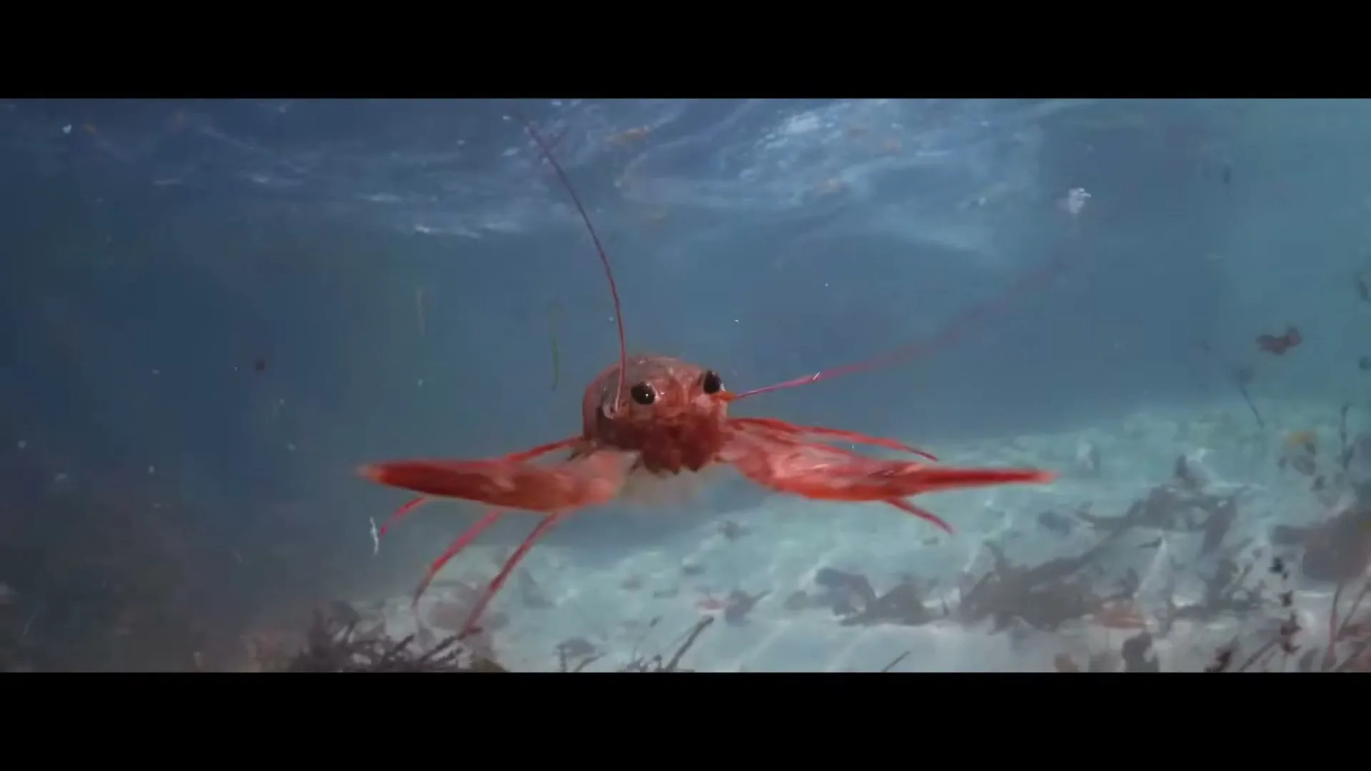 A red lobster-like creature with long antennae swims towards the camera in clear blue ocean water, with sunlight filtering from above.