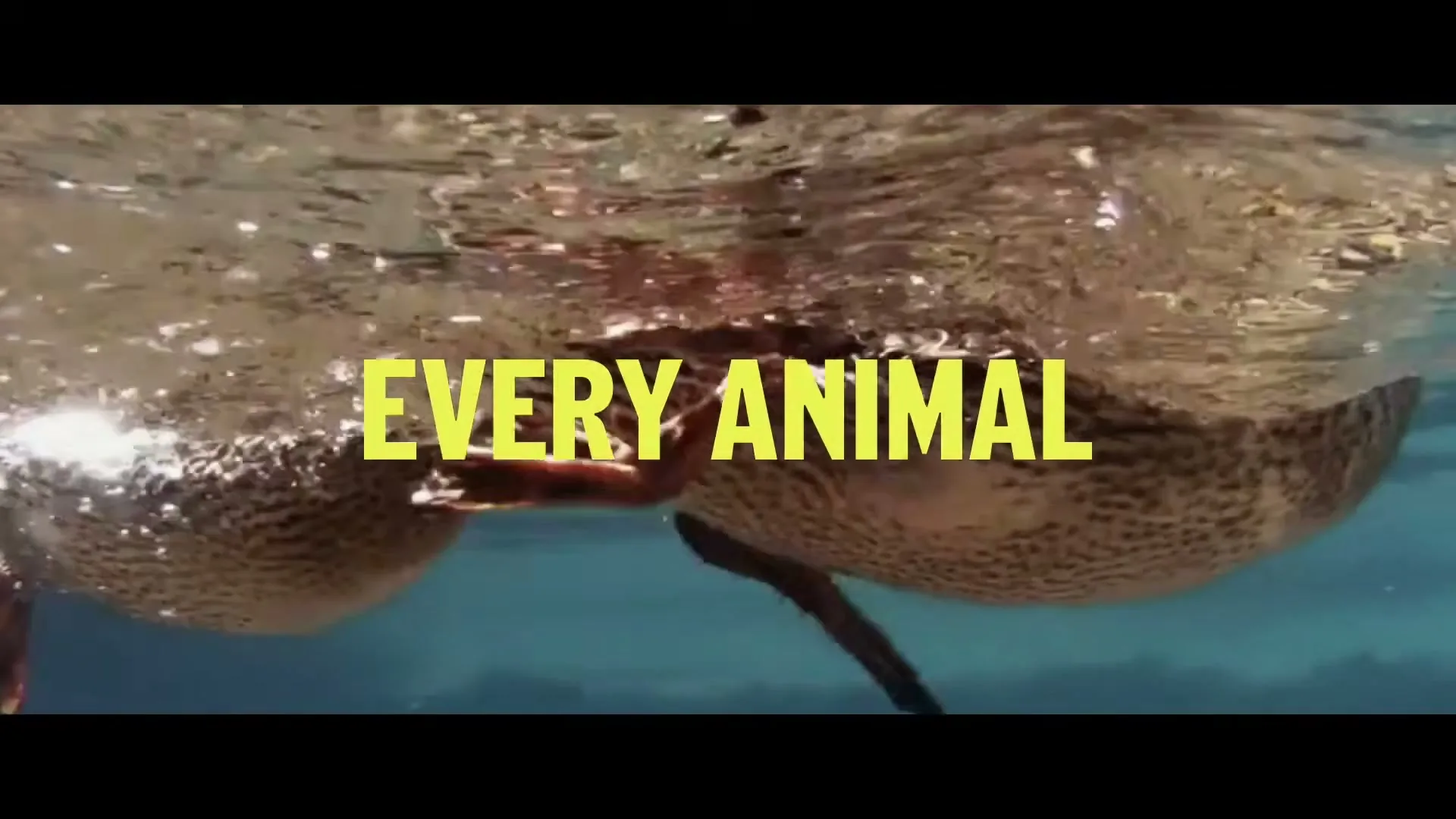 Underwater shot of a duck swimming, with its webbed feet visible, as yellow text "EVERY ANIMAL" appears on screen.