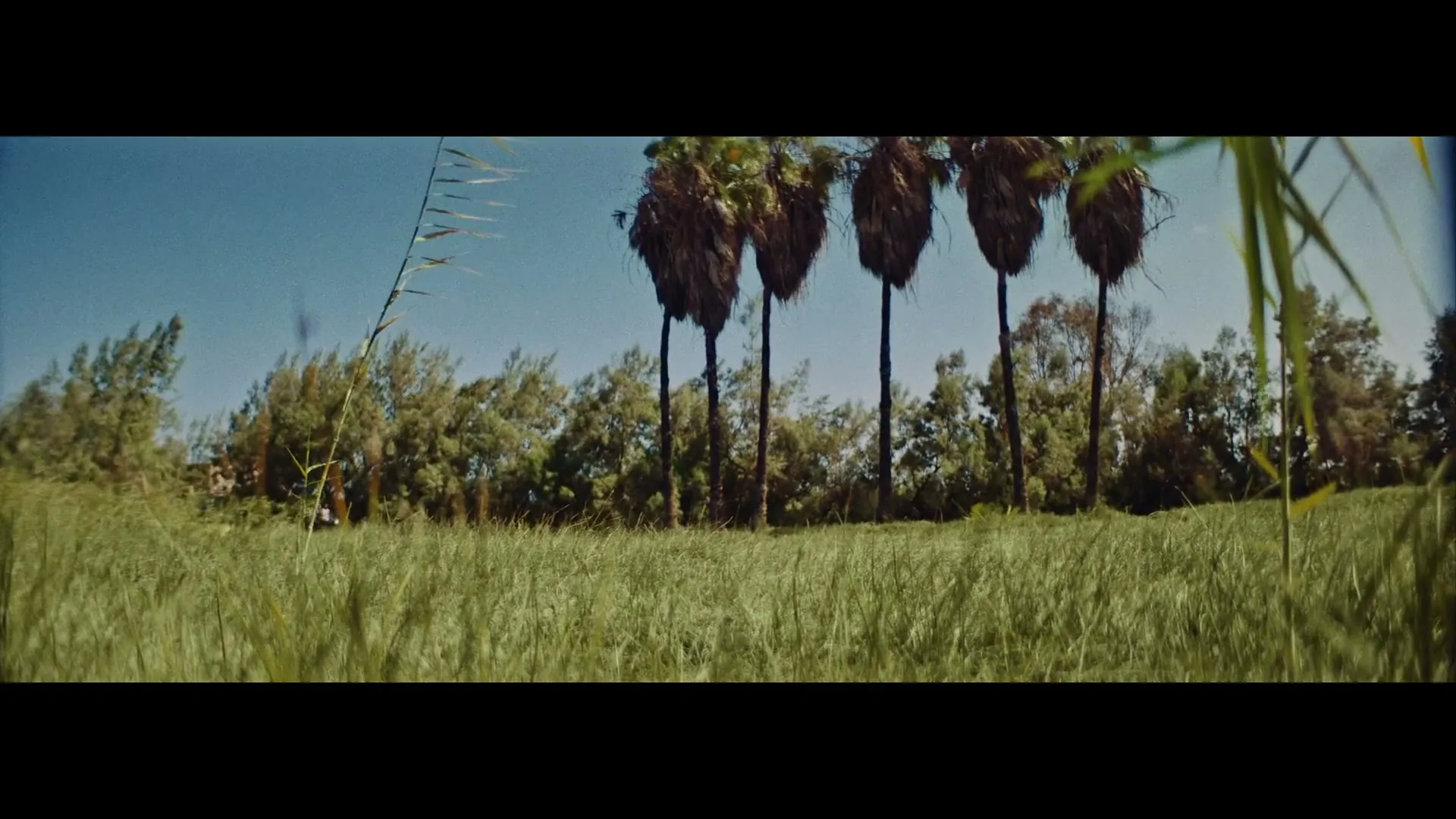 A low-angle shot of a grassy field with tall palm trees in the background under a clear blue sky.