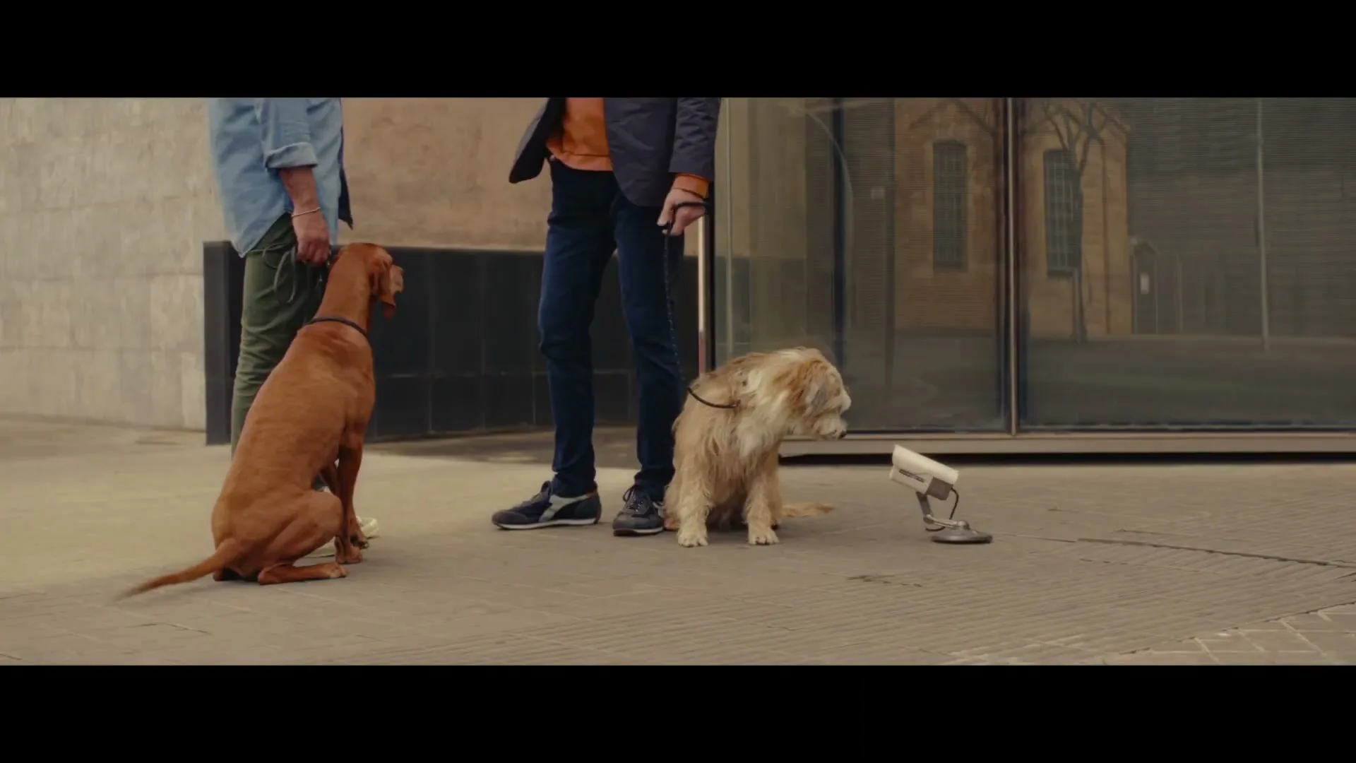 Two men stand on a city sidewalk, each holding a dog on a leash, as the dogs look at a small camera on the ground.