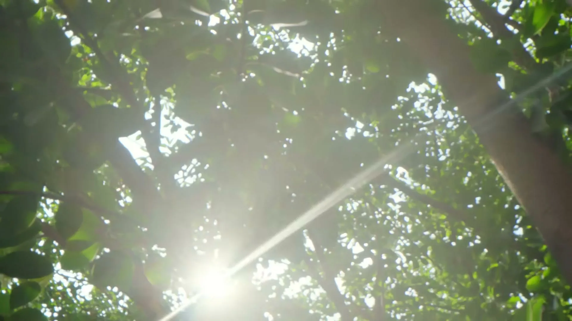 The camera looks up through green tree leaves as the sun shines brightly, creating lens flare.