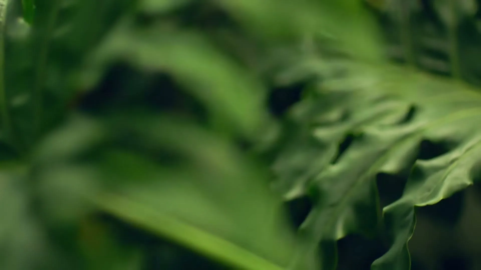A close-up shot of green leaves, some in focus and some blurred, as the camera moves through them.