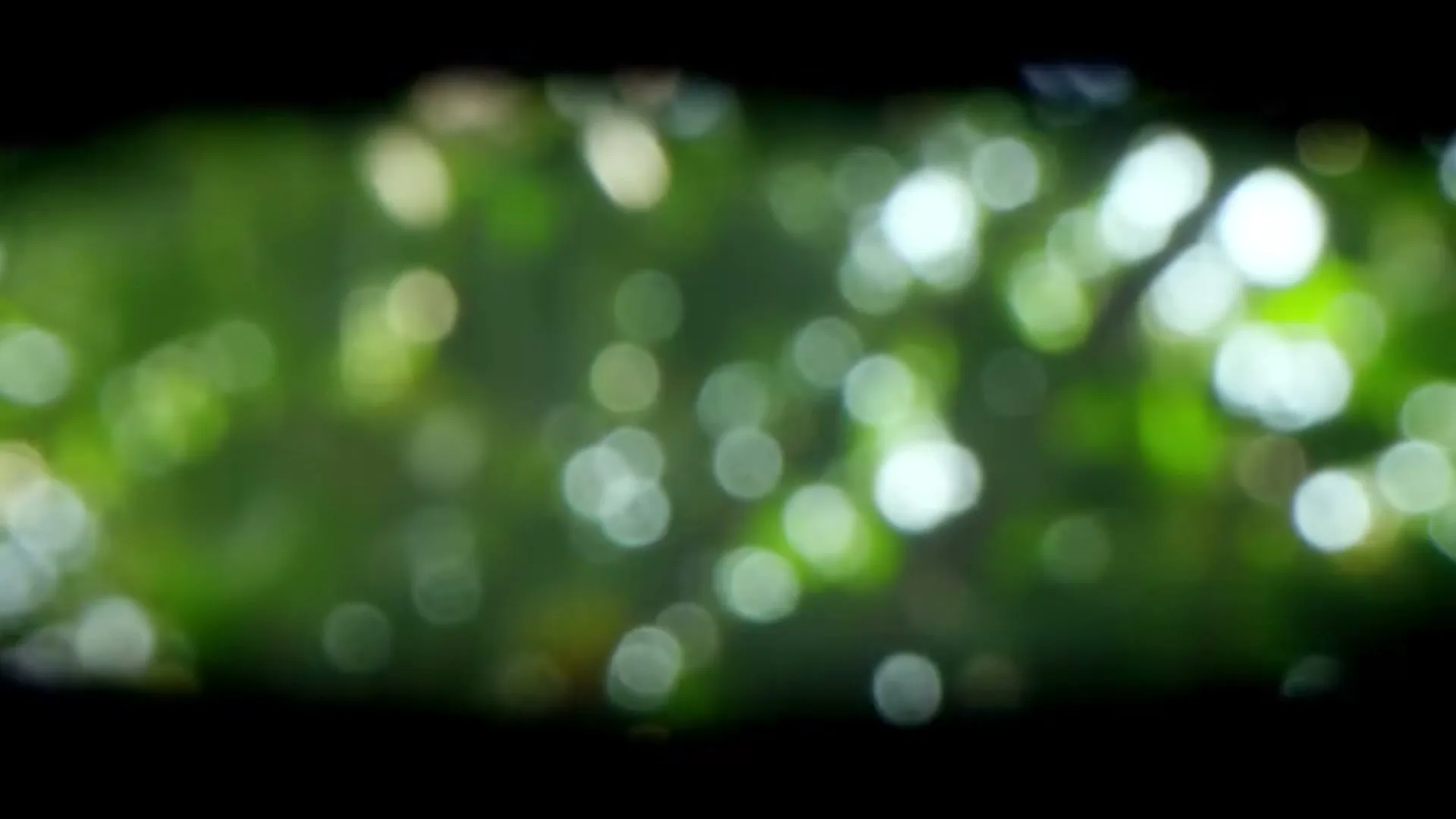 A blurred shot of green leaves and bright bokeh lights, suggesting sunlight filtering through foliage.