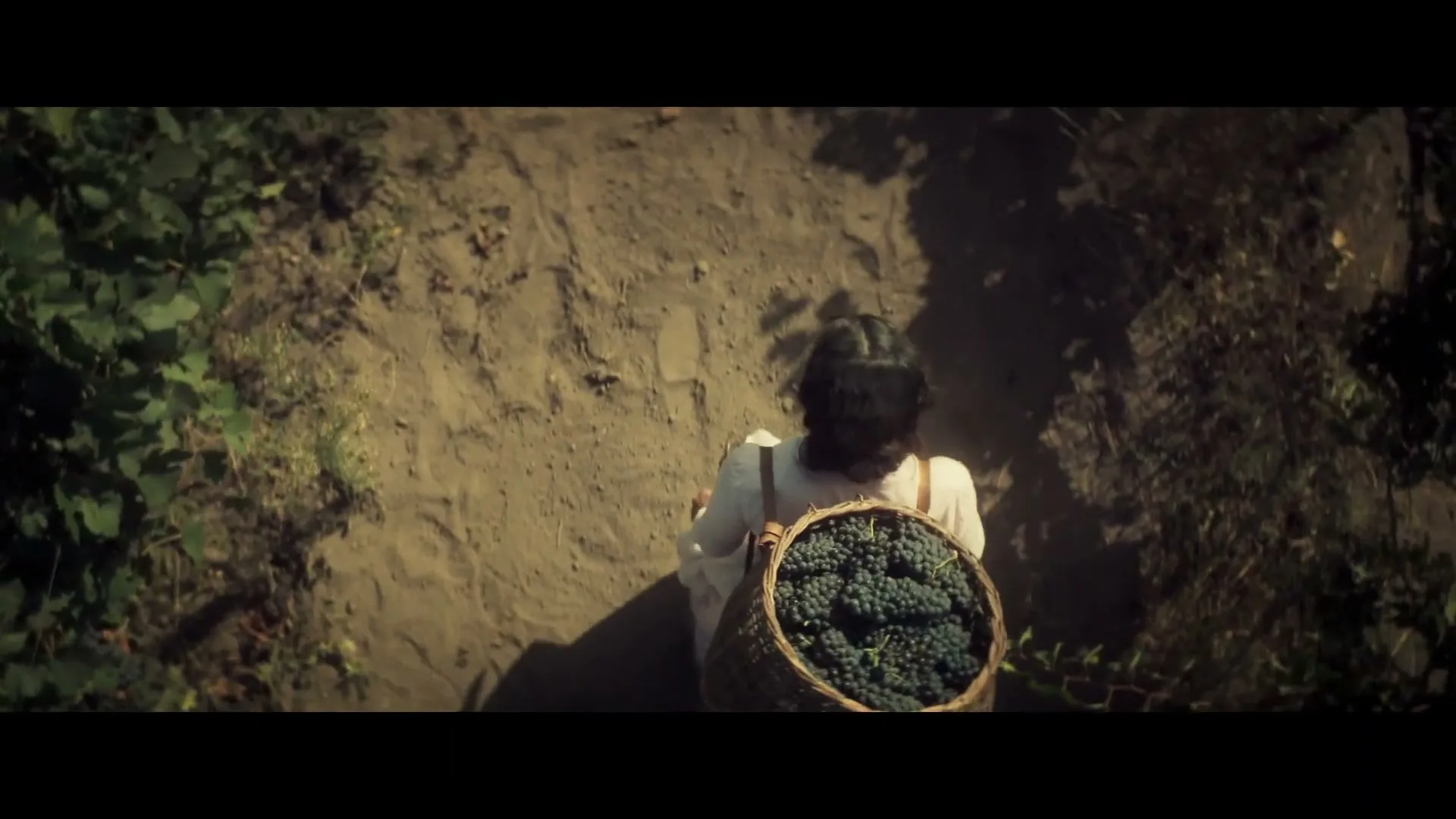 A person with dark hair, wearing a white shirt, walks away from the camera carrying a large basket full of dark grapes on their back, through a vineyard.