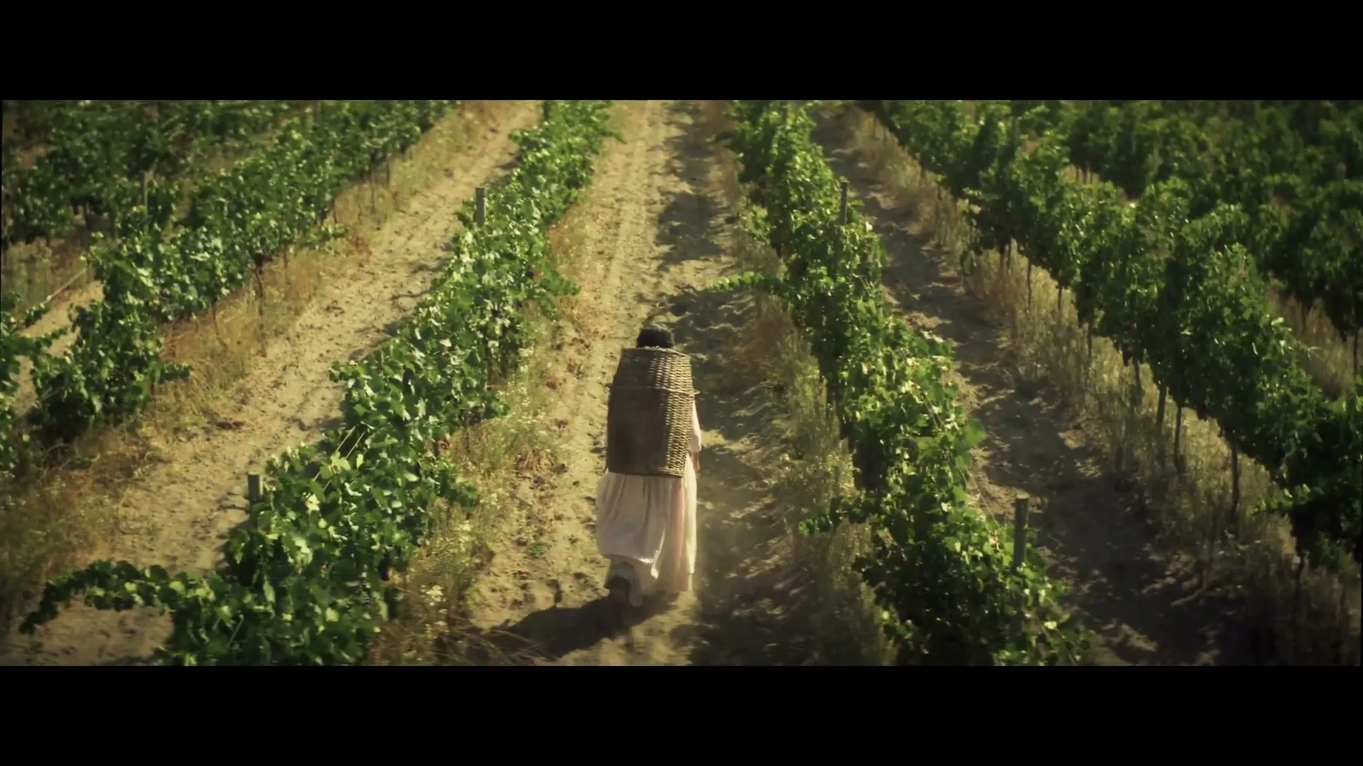 A woman with a basket on her back walks through a vineyard, then a woman harvests grapes, then a double exposure of both scenes.