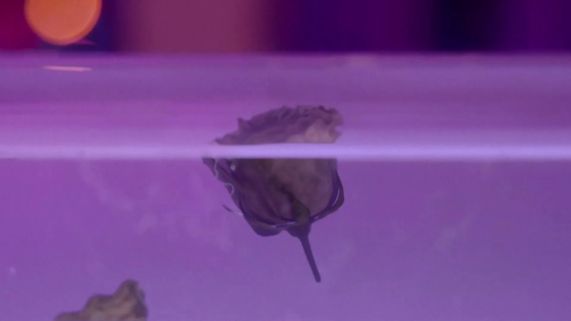 A single, closed flower bud floats on the surface of purple-tinted water, with other blurry objects visible below the surface.