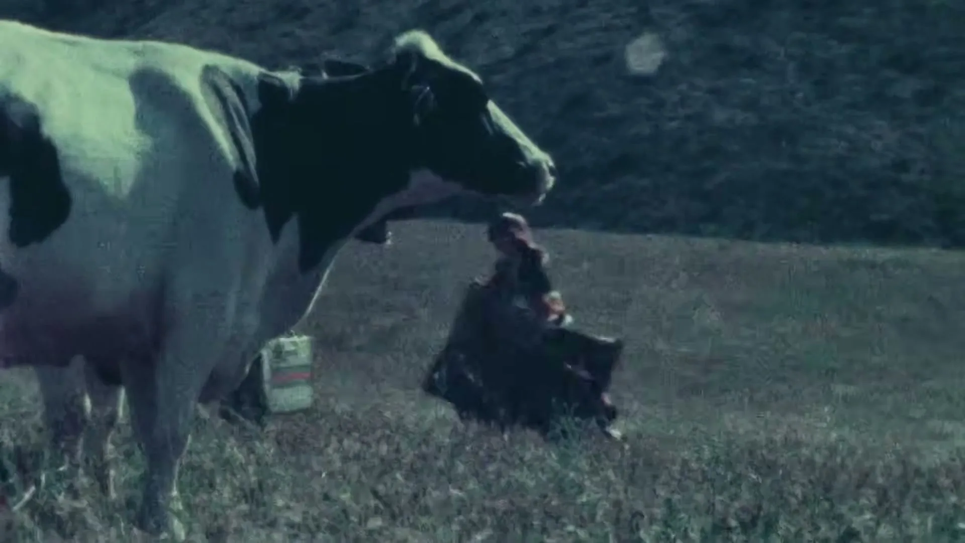 A cow stands in a field as two people in elaborate costumes run past it, carrying luggage, in a wide shot.