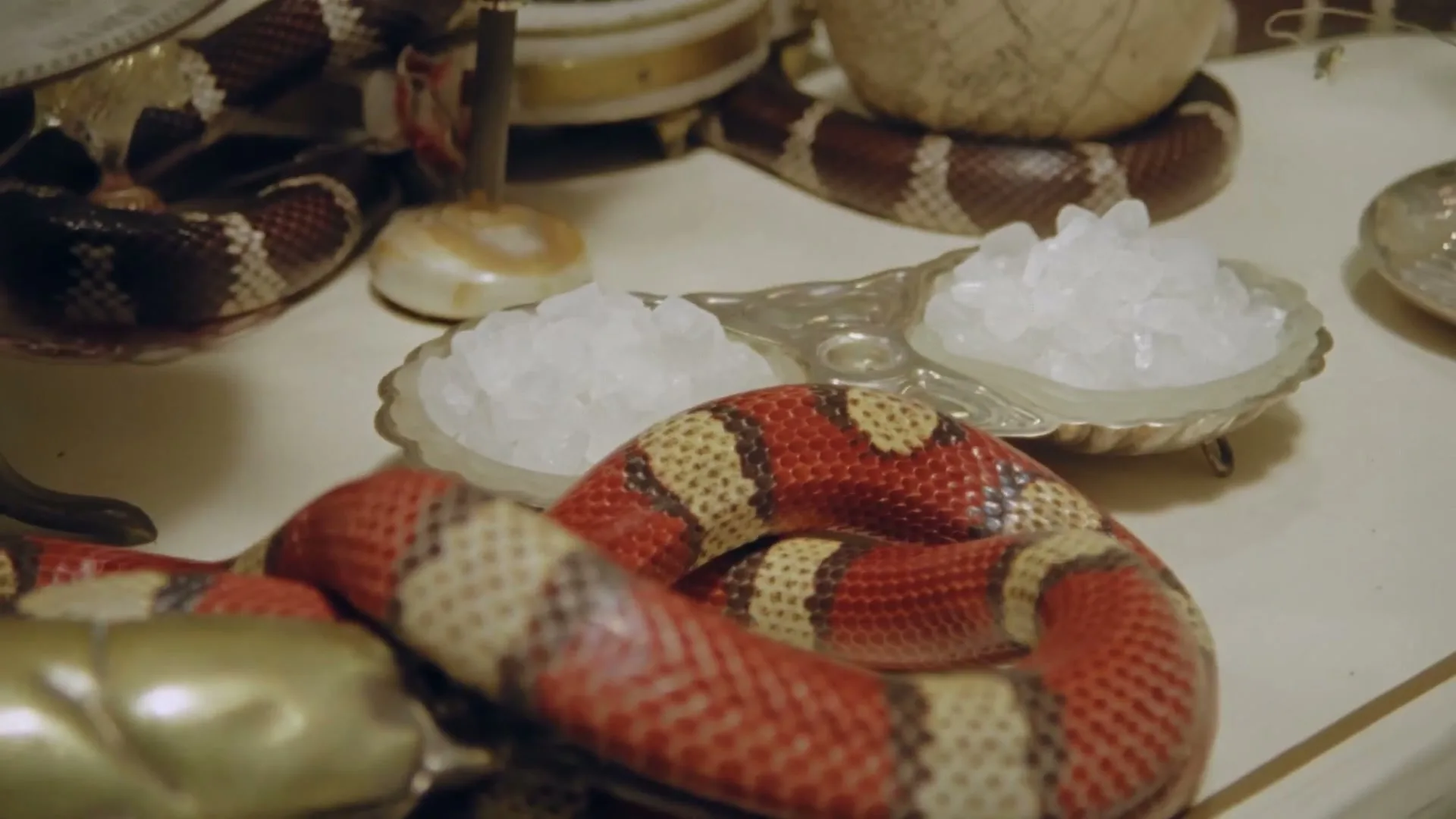 A red, yellow, and black snake slithers around a silver dish filled with white crystals on a white table, with other snakes and objects in the background.