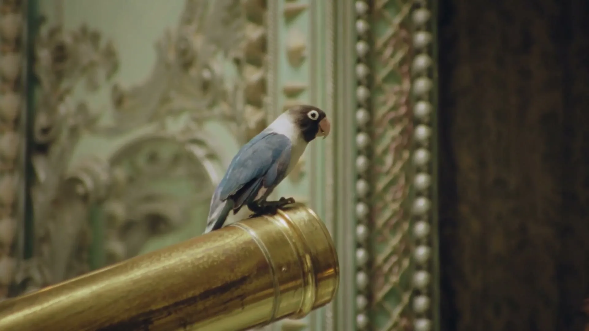 A small blue and white parrot with a black head perches on a golden telescope in a lavish, ornate room.