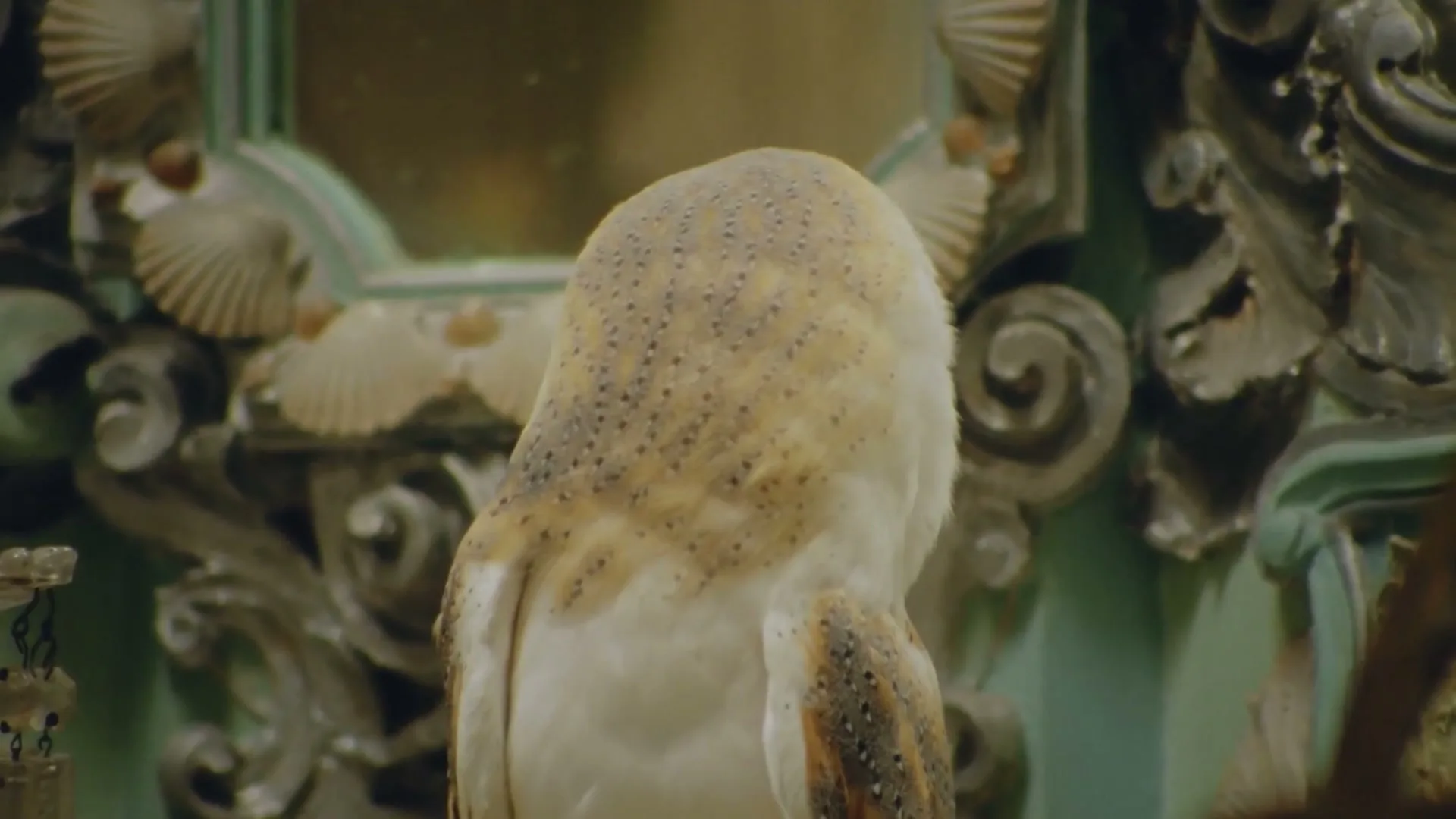 A barn owl with white and brown feathers turns its head to face the camera, in a richly decorated interior with ornate mirrors and carvings.