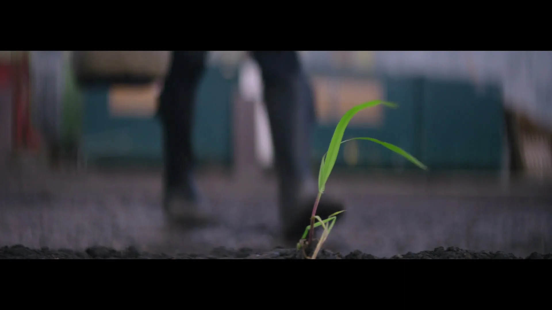 A low-angle shot shows a small green plant growing from the ground, with a person in dark boots walking past in the blurred background.