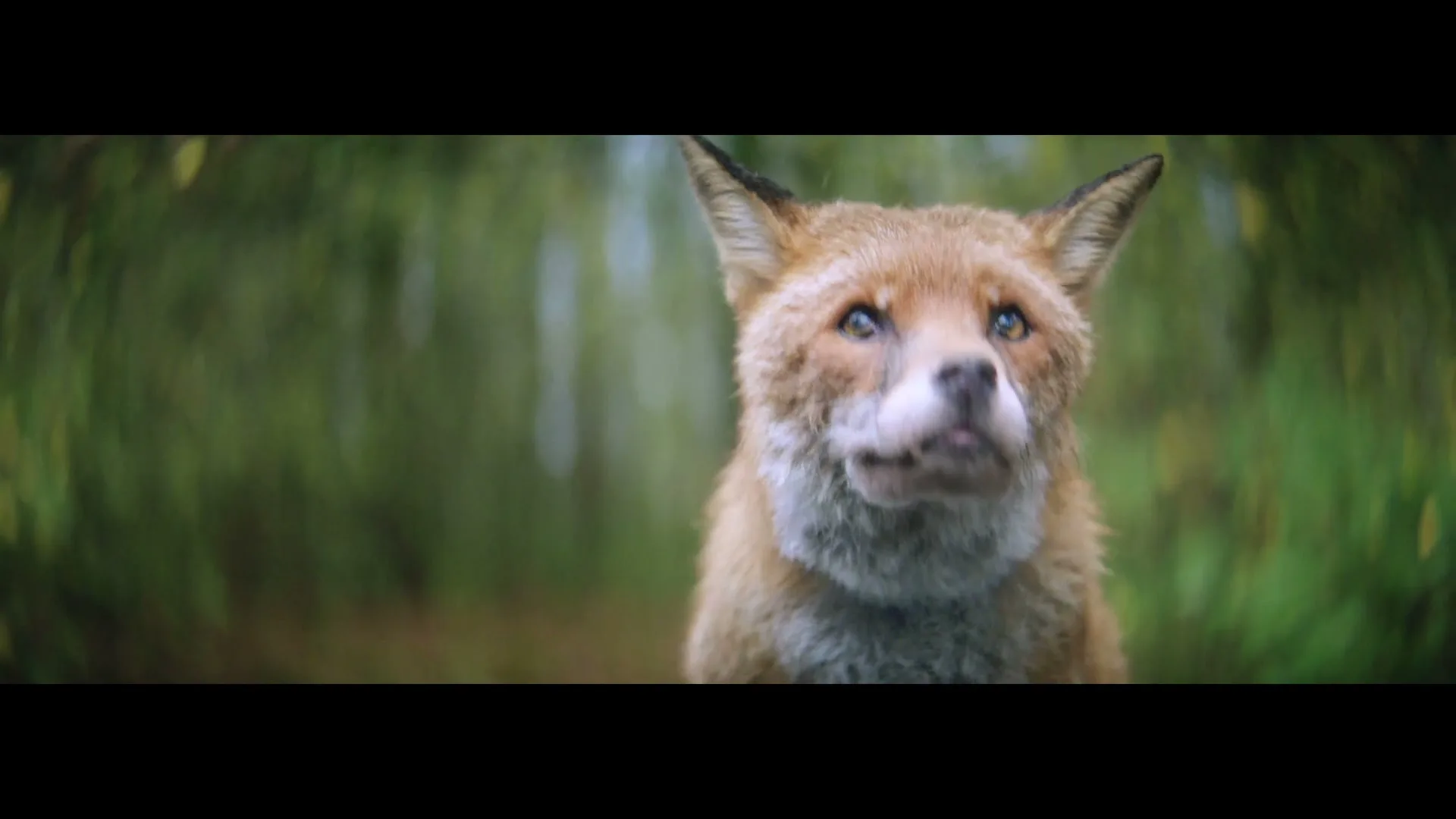 A fox with reddish-brown fur and white chest looks up, its mouth slightly open, in a forest with blurred green background.