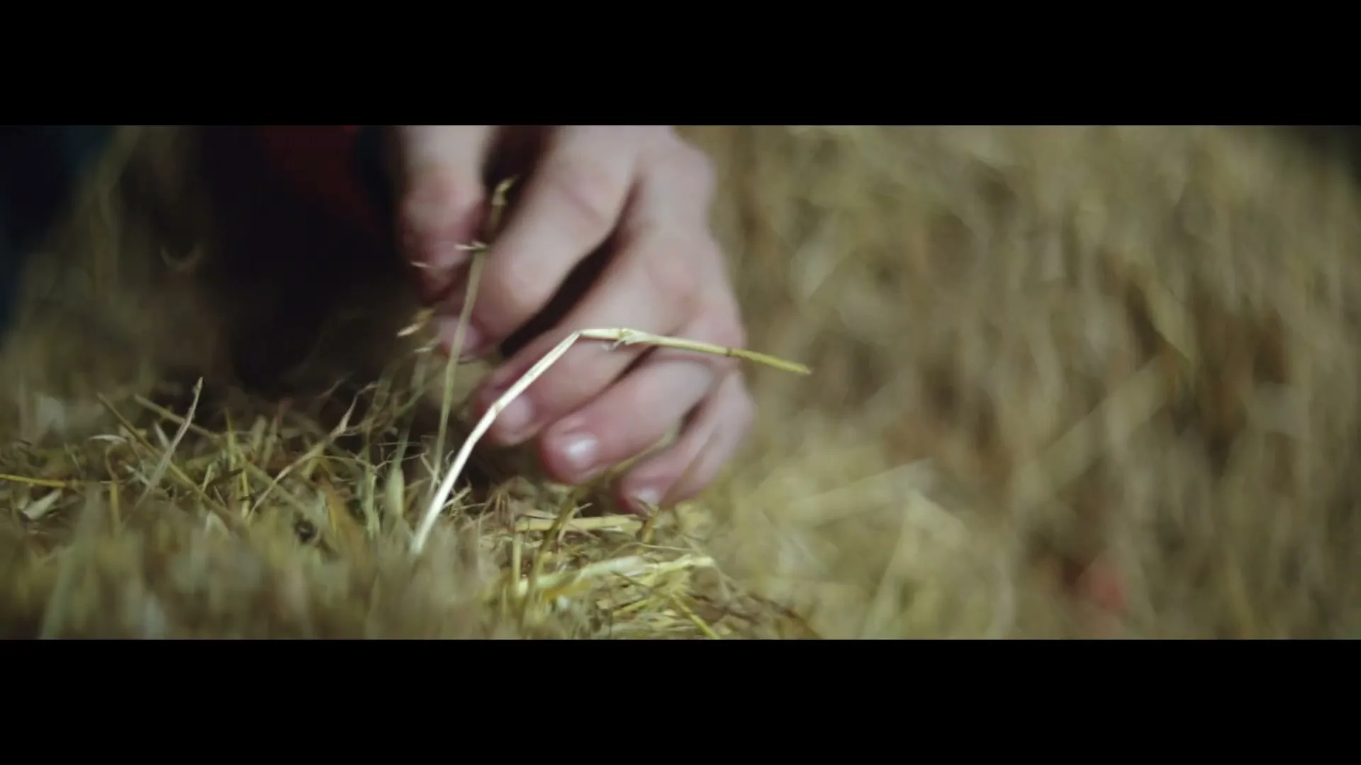 A person's hand, wearing a dark sleeve with an orange stripe, gently touches and picks at dry hay on a bale in a dimly lit barn.