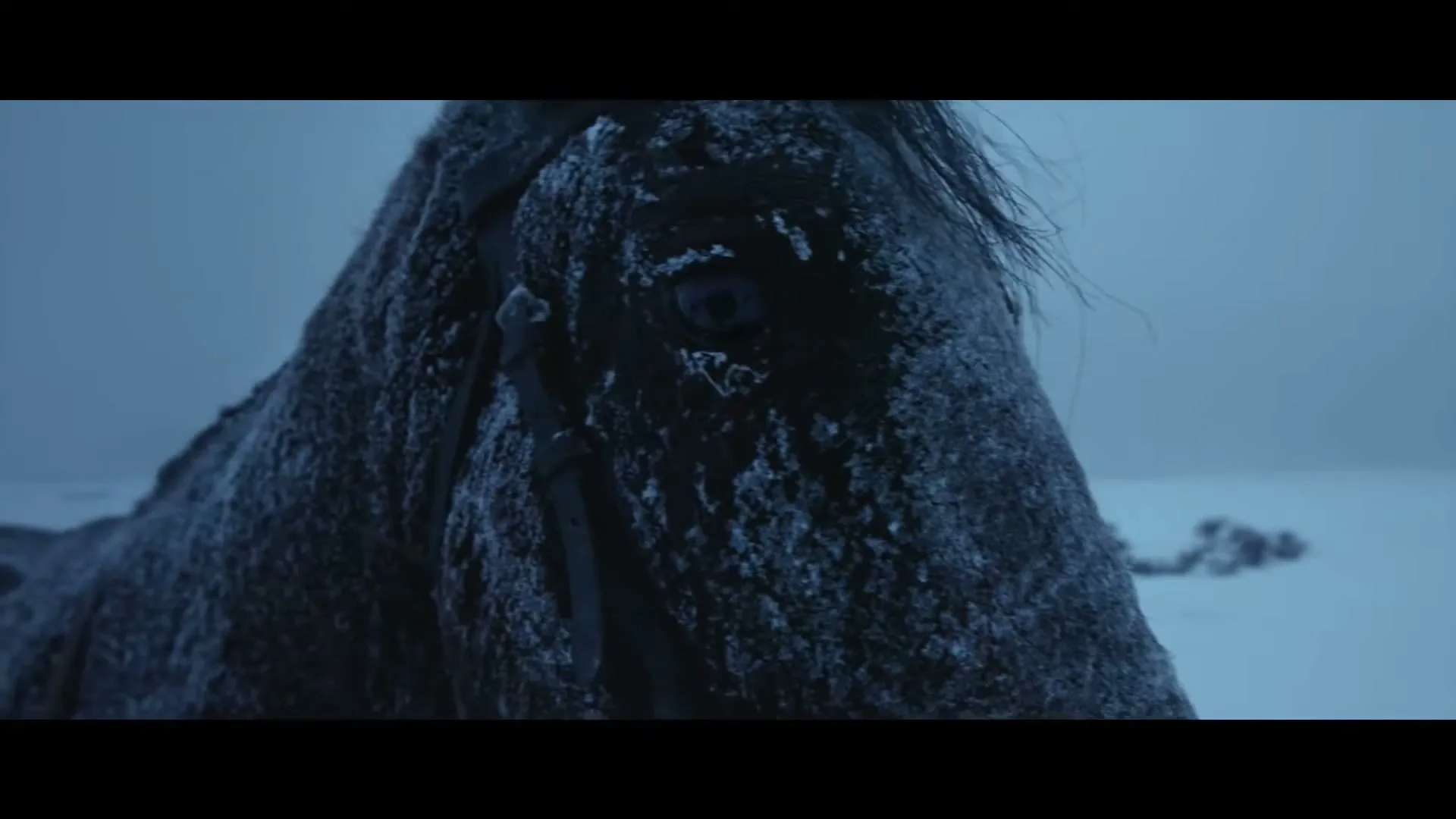 A close-up of a dark horse's head, covered in frost, looking intently into the distance in a snowy, desolate landscape.