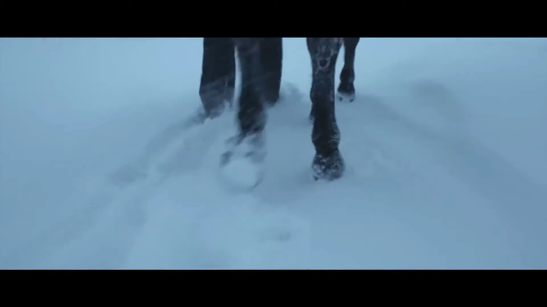A horse's legs, covered in snow, walk through deep snow, kicking up powder in a vast, snowy landscape.