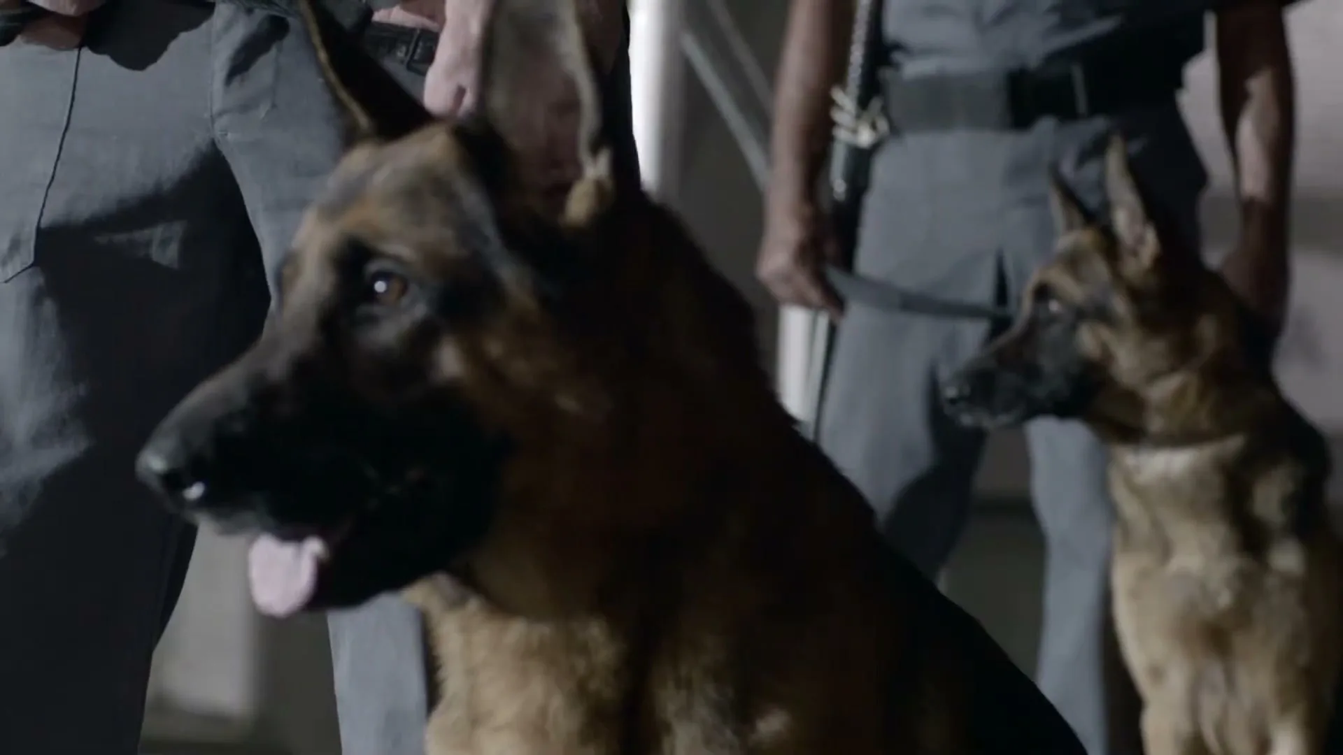 Two German Shepherds sit with their handlers, who are wearing grey uniforms, in an interior setting.