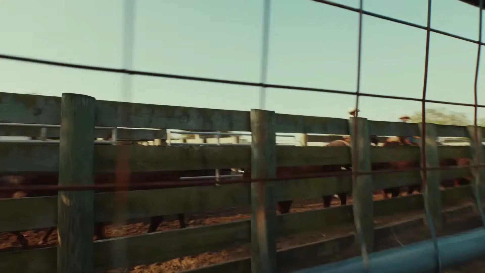 A wide shot shows a herd of brown cattle in a wooden pen, viewed through a wire fence on a sunny day.