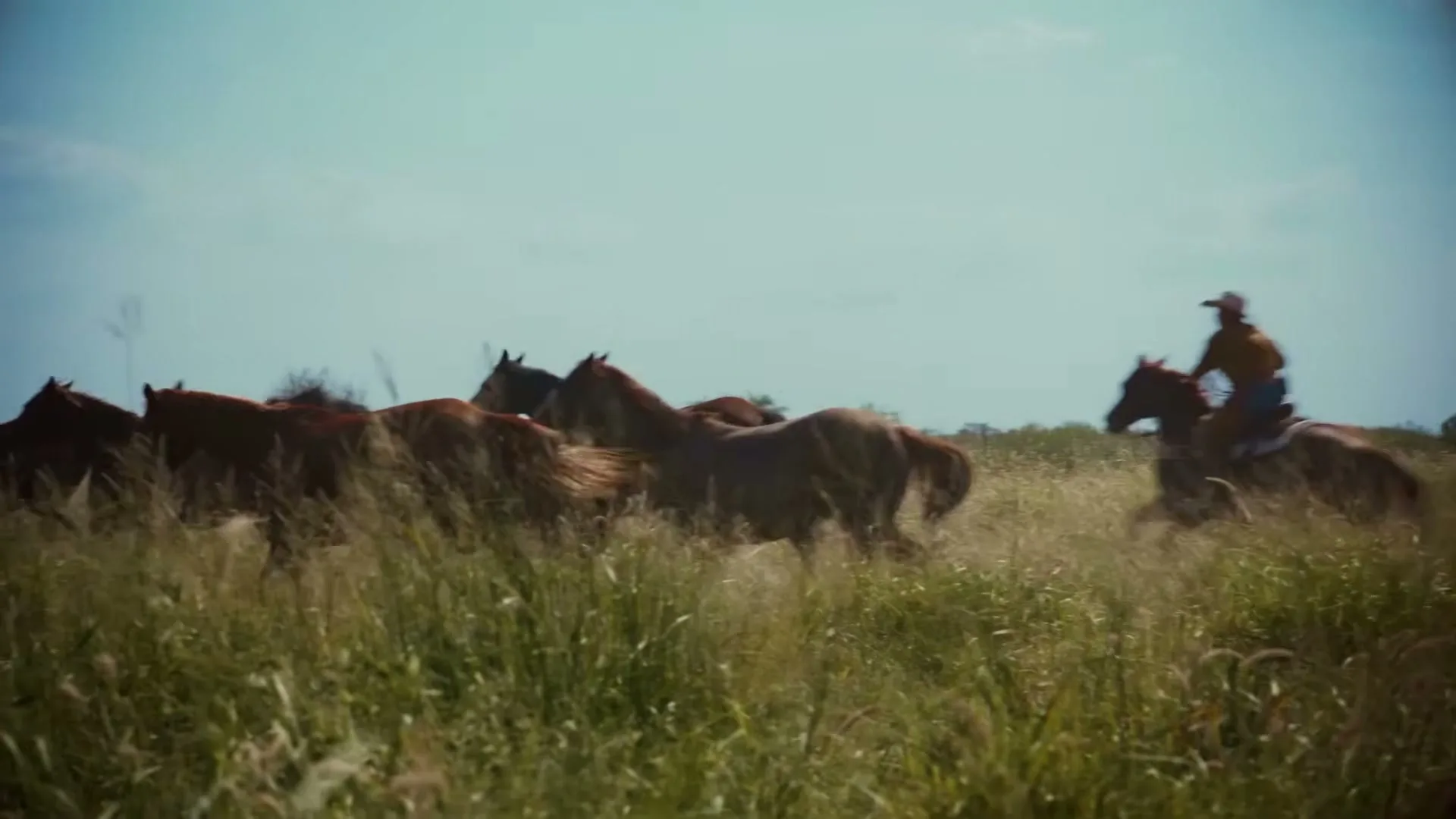 A cowboy on horseback rides through a field of tall grass, herding a group of brown horses under a bright blue sky.