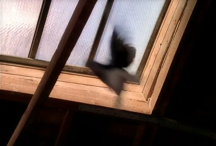 Harley-Davidson “Birds” (1996), frame 3