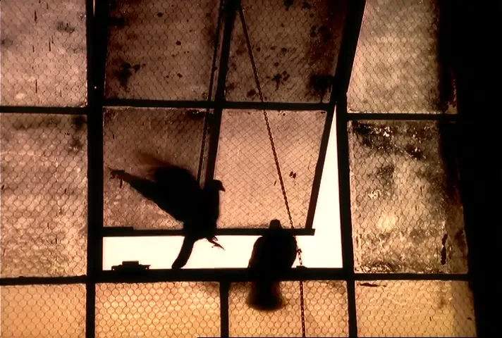 Harley-Davidson “Birds” (1996), frame 5