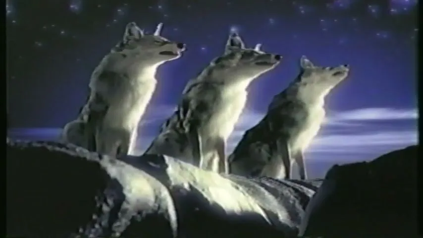 Three coyotes sit on a rocky outcrop, howling at a starry night sky with a faint glow on the horizon.
