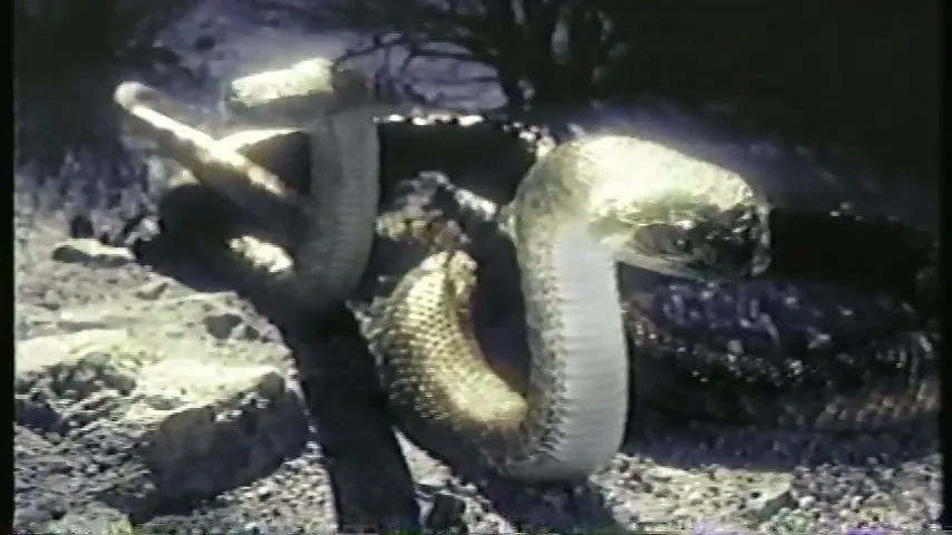 A light-colored rattlesnake is coiled and looking to the right, with another snake partially visible behind it, in a desert setting.