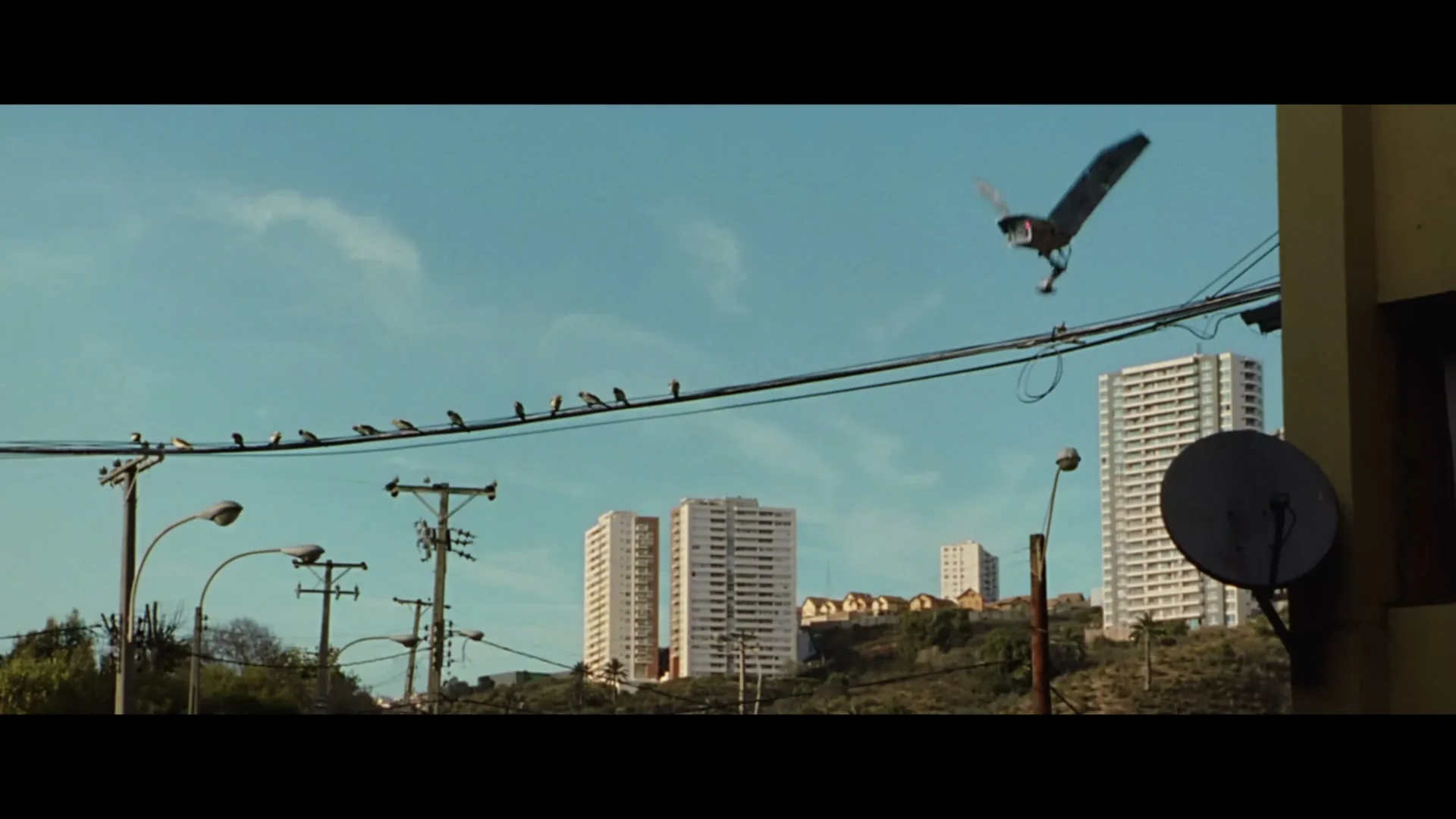 A large bird lands on a power line, startling a flock of smaller birds who fly away, with city buildings in the background.