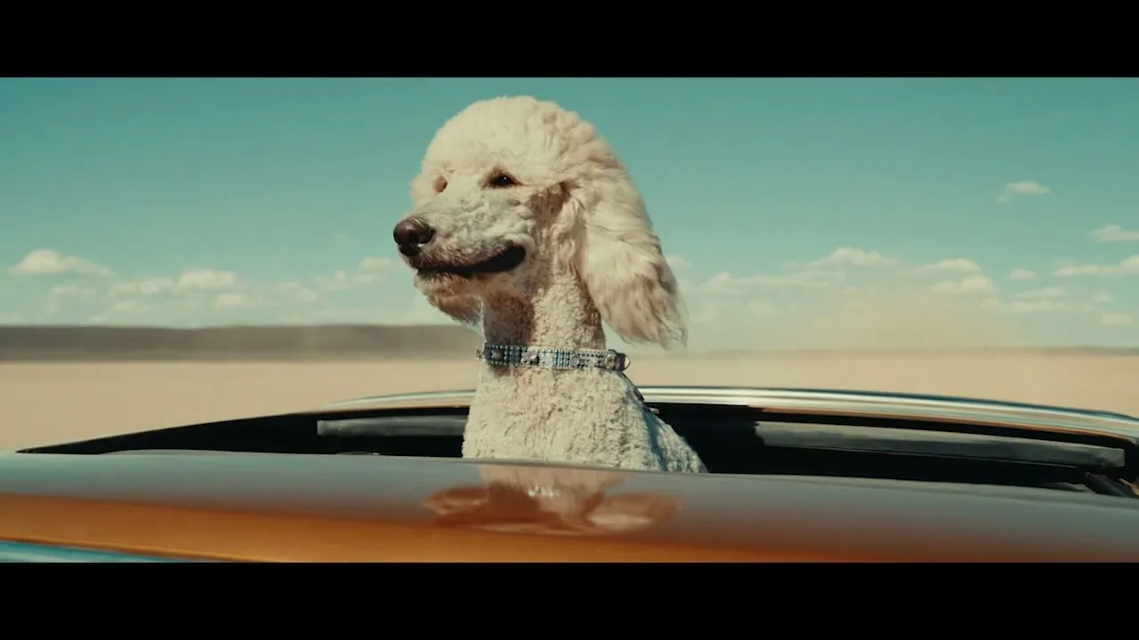 A white poodle with a sparkly collar smiles, looking out of a car's sunroof as it drives through a vast, sunny desert landscape.