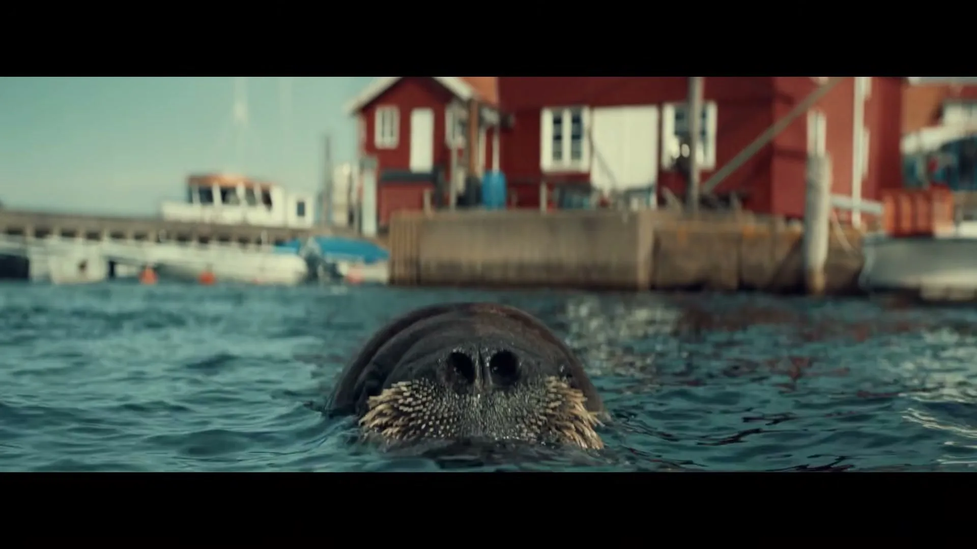A walrus emerges from the water in a harbor with red buildings and boats in the background, then submerges again.