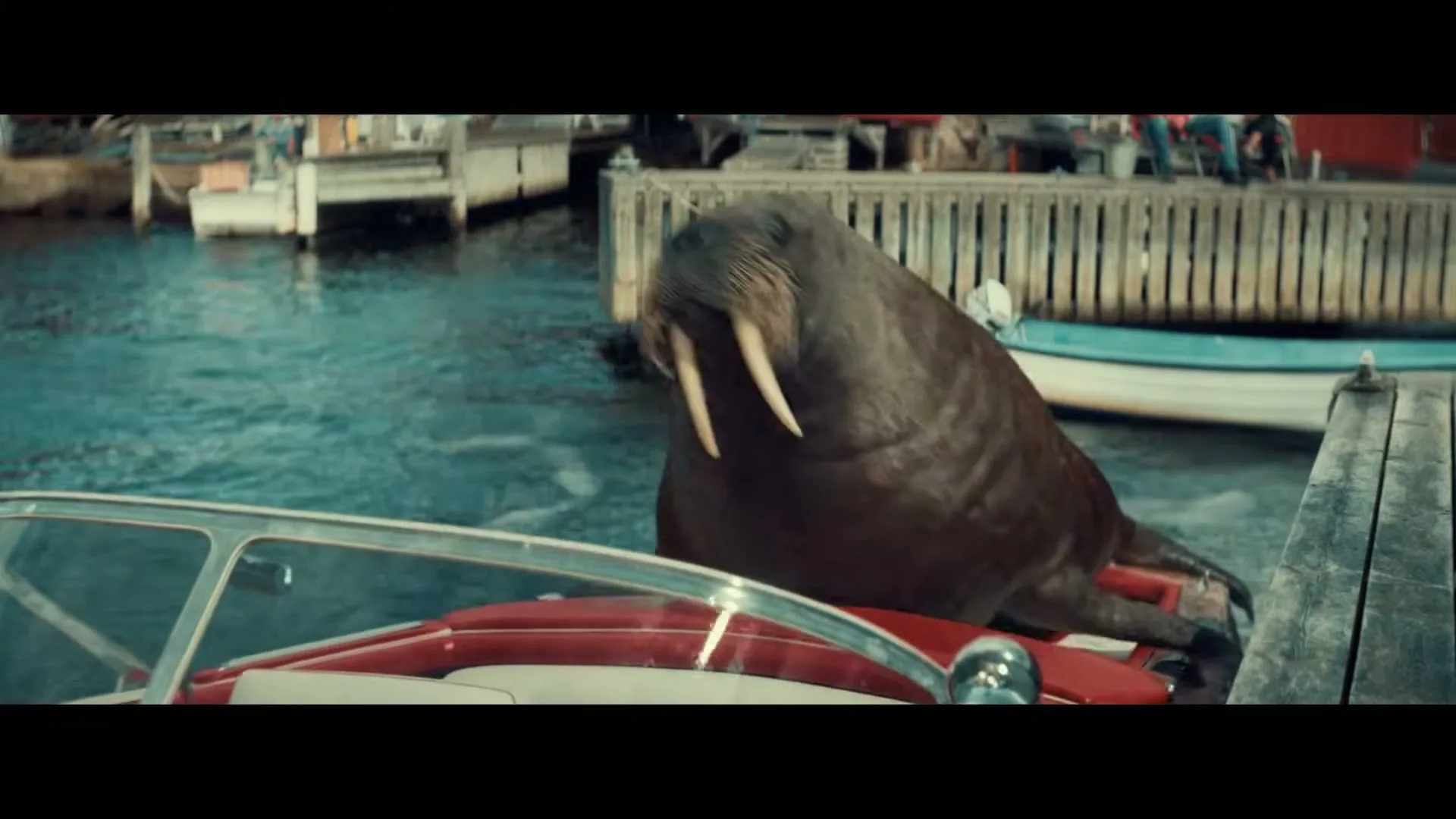 A large walrus with prominent tusks is seen climbing onto the back of a red and white speedboat docked in a harbor.