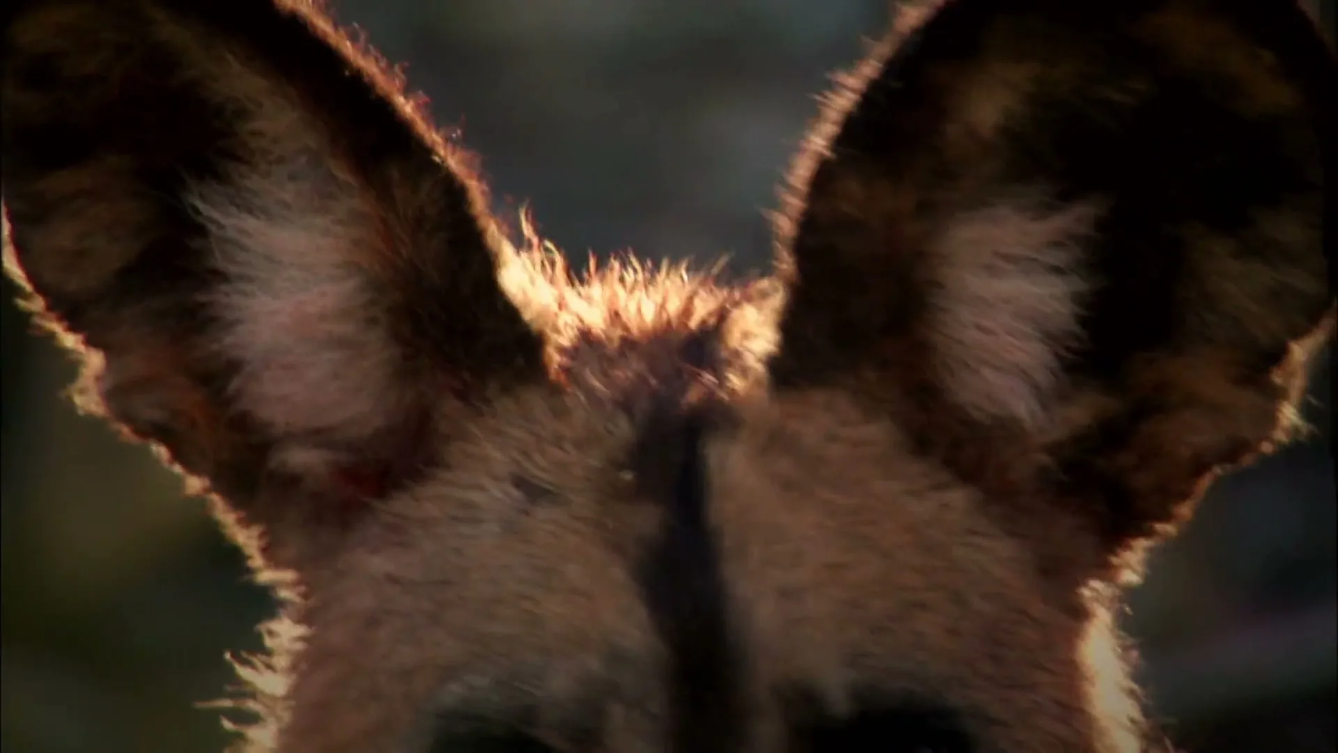 A wild dog's ears are backlit by the sun, as the camera slowly zooms out to reveal its face in a close-up shot.