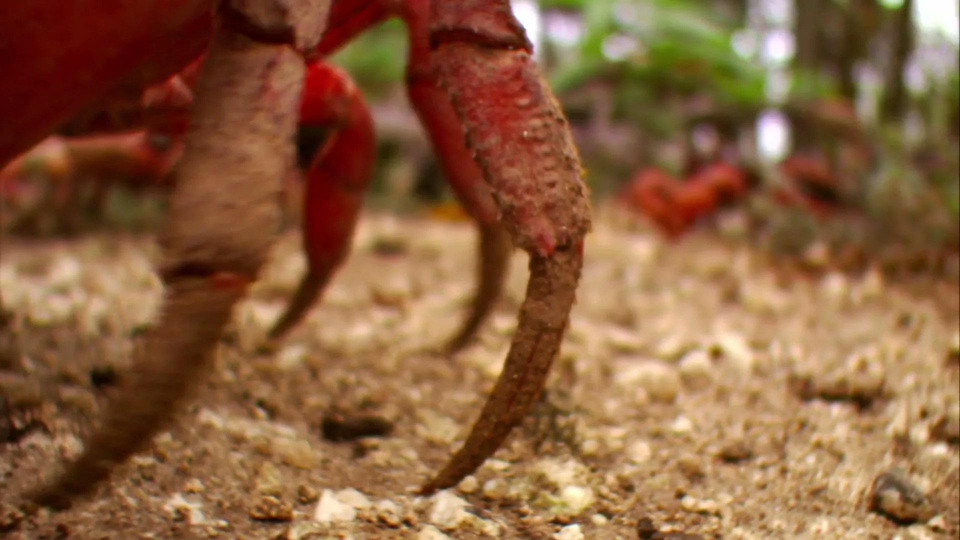 A close-up shot of a red crab's legs as it walks across a rocky, dirt ground with other crabs in the background.