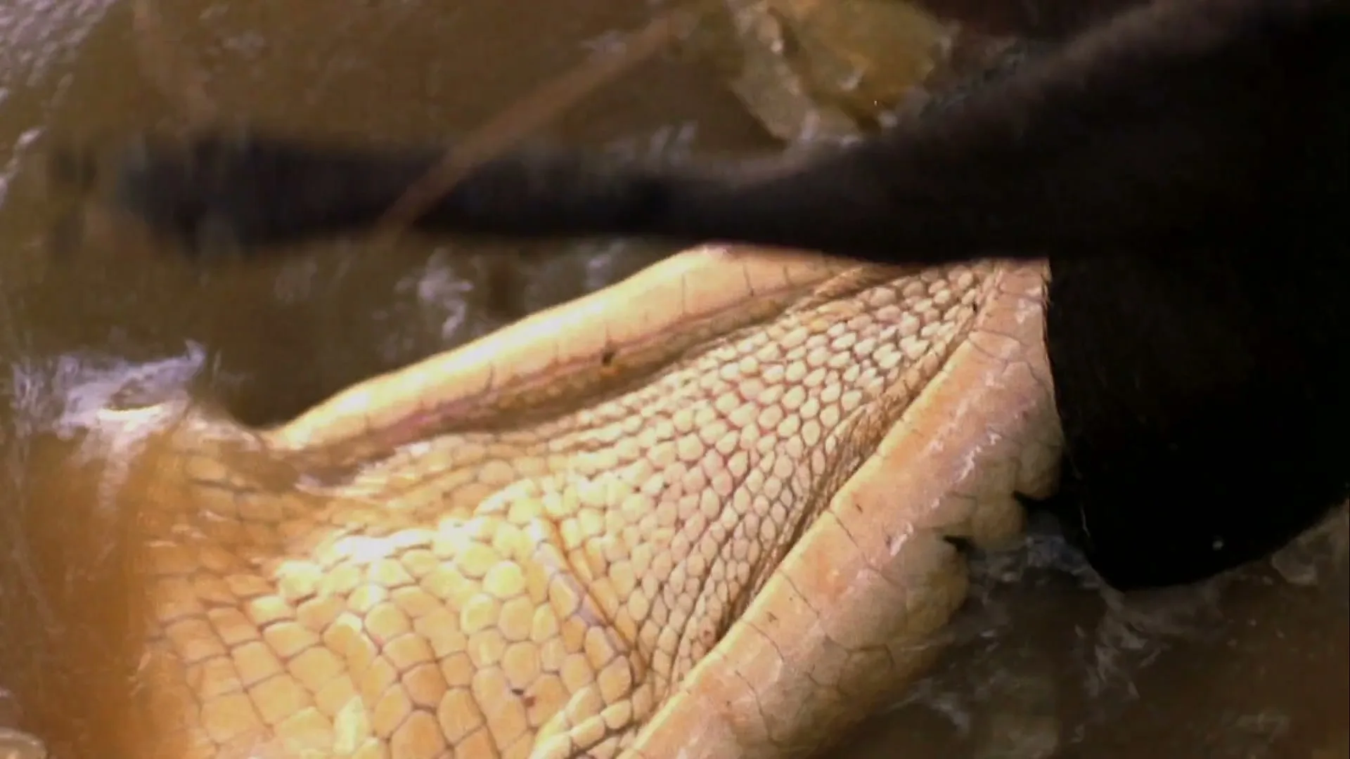 A close-up shot shows a crocodile's scaly skin and open mouth as it thrashes in murky water, with a dark object obscuring part of the frame.
