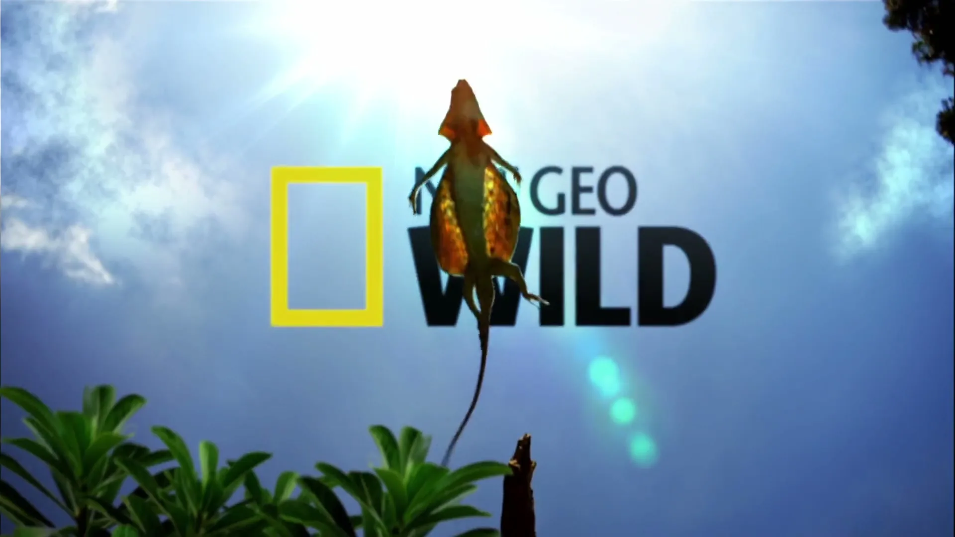 A flying lizard with outstretched wings is silhouetted against a bright blue sky with clouds, with the Nat Geo Wild logo in the background.