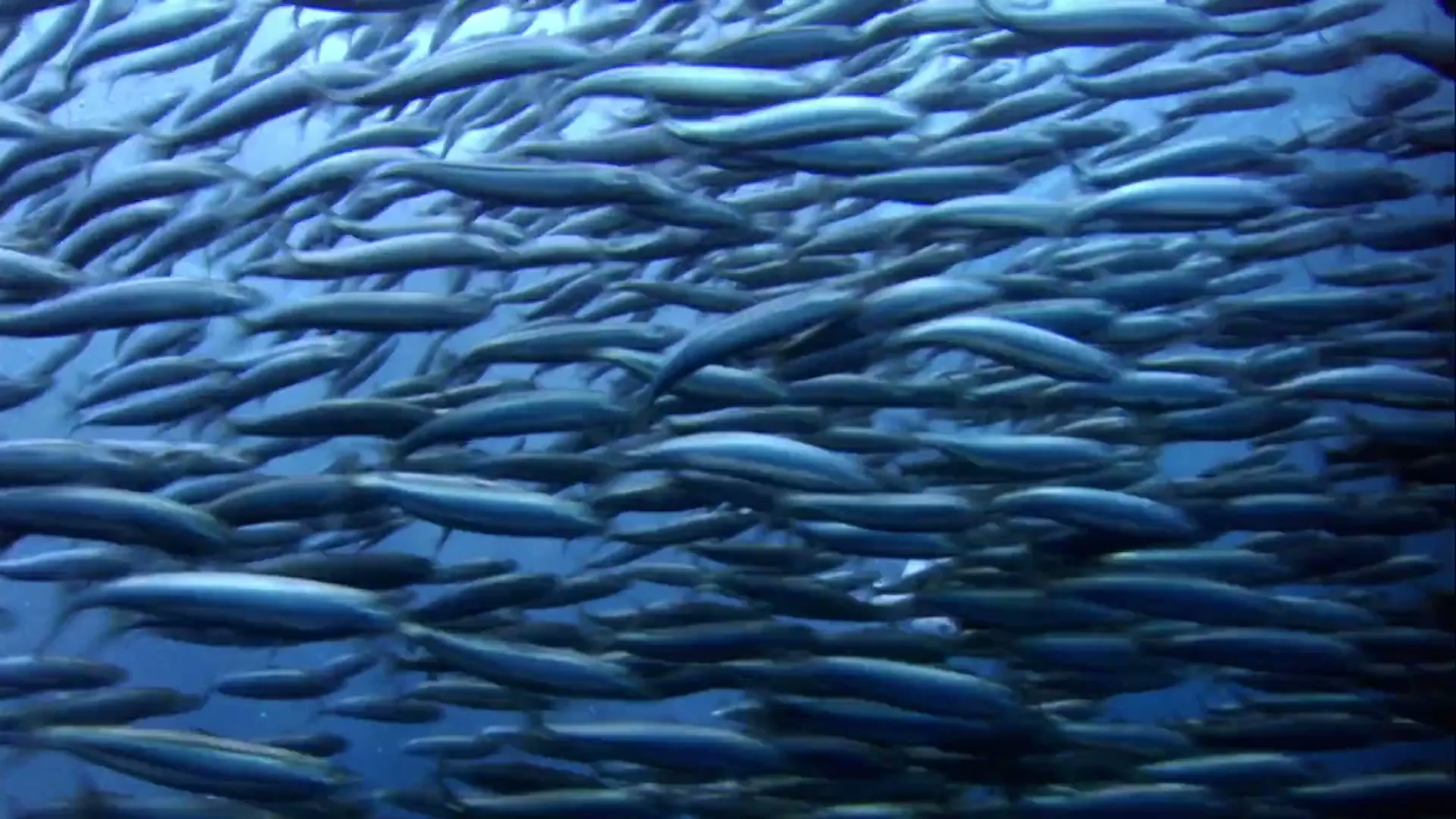 A large school of small, silver fish swims in a tight formation underwater, with a dolphin approaching from the side.