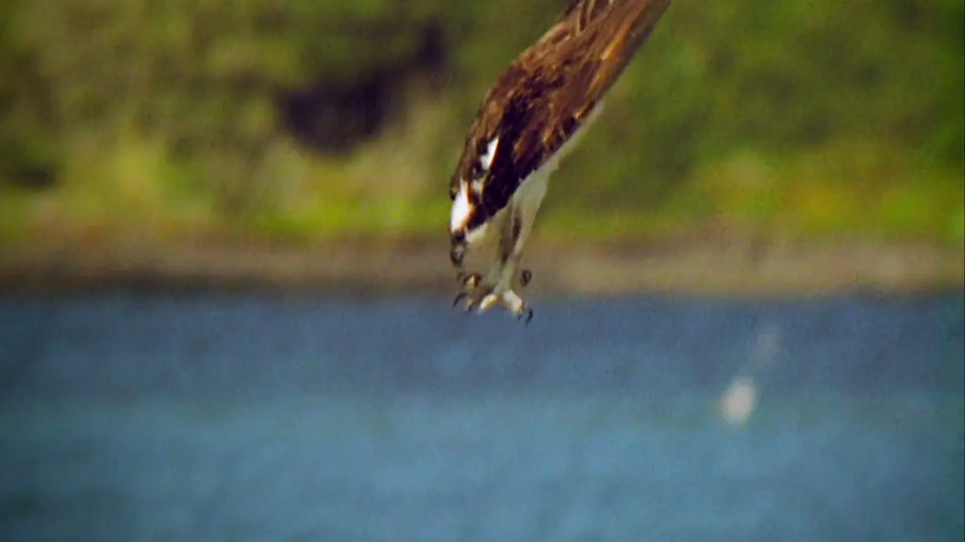 An osprey with brown and white feathers dives talons-first into a body of water, with green foliage in the background.