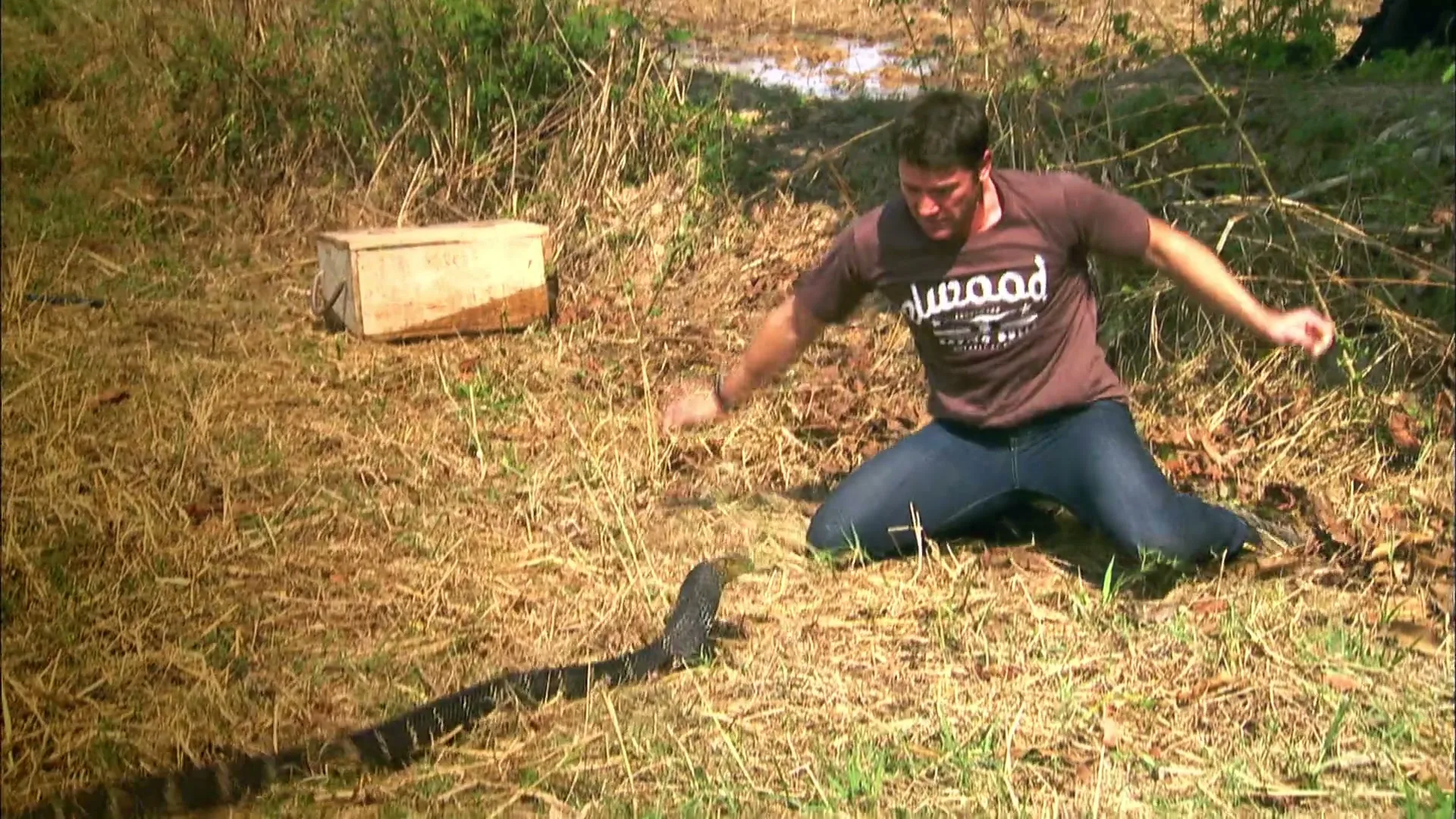 A man in a brown shirt and jeans kneels on dry grass, reacting with fear as a large snake rears up in front of him in a natural, outdoor setting.